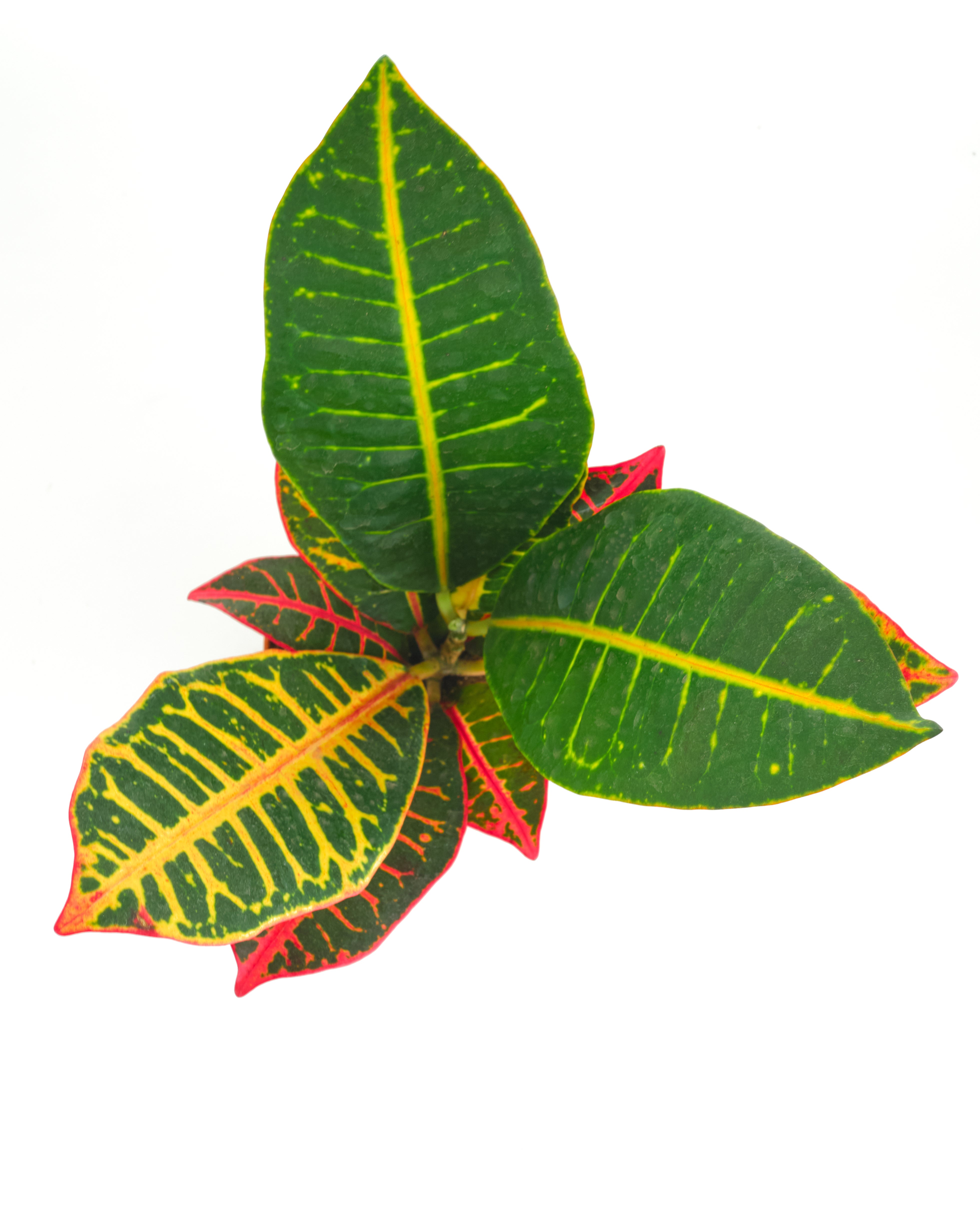 Codiaeum variegatum 'Petra'-mmluna