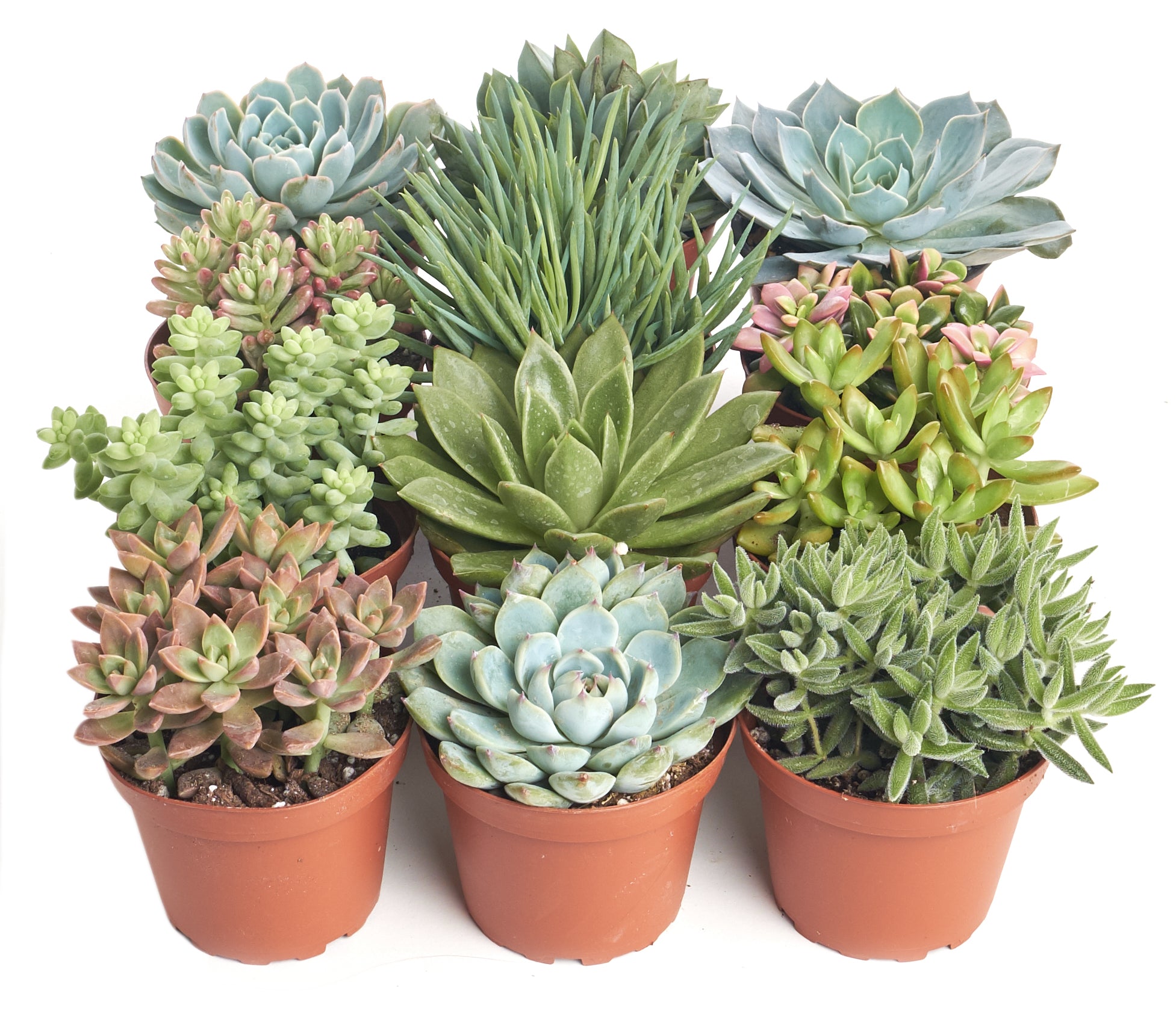 Assorted Medium Succulent Collection-mmluna