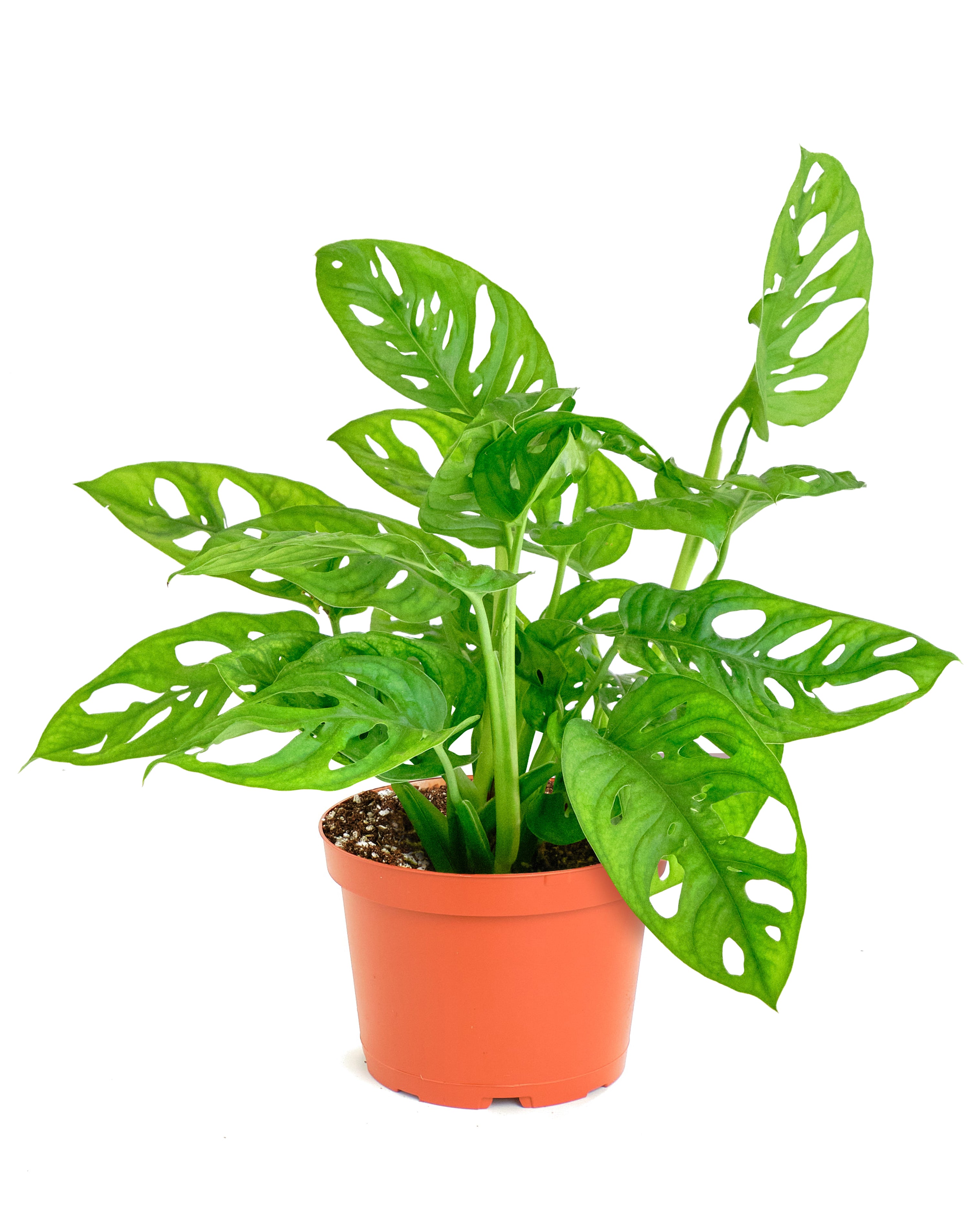 Monstera Adansonii-mmluna