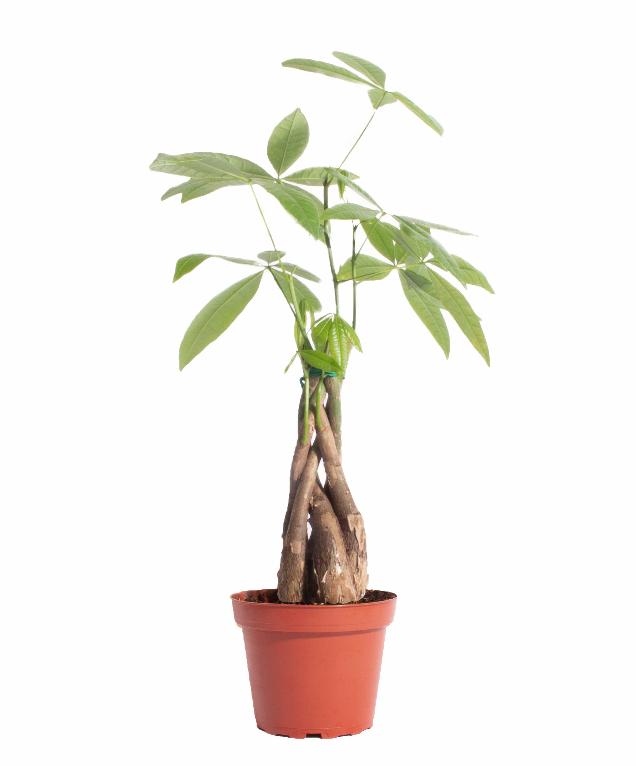 Pachira aquatica 'Money Tree'-mmluna
