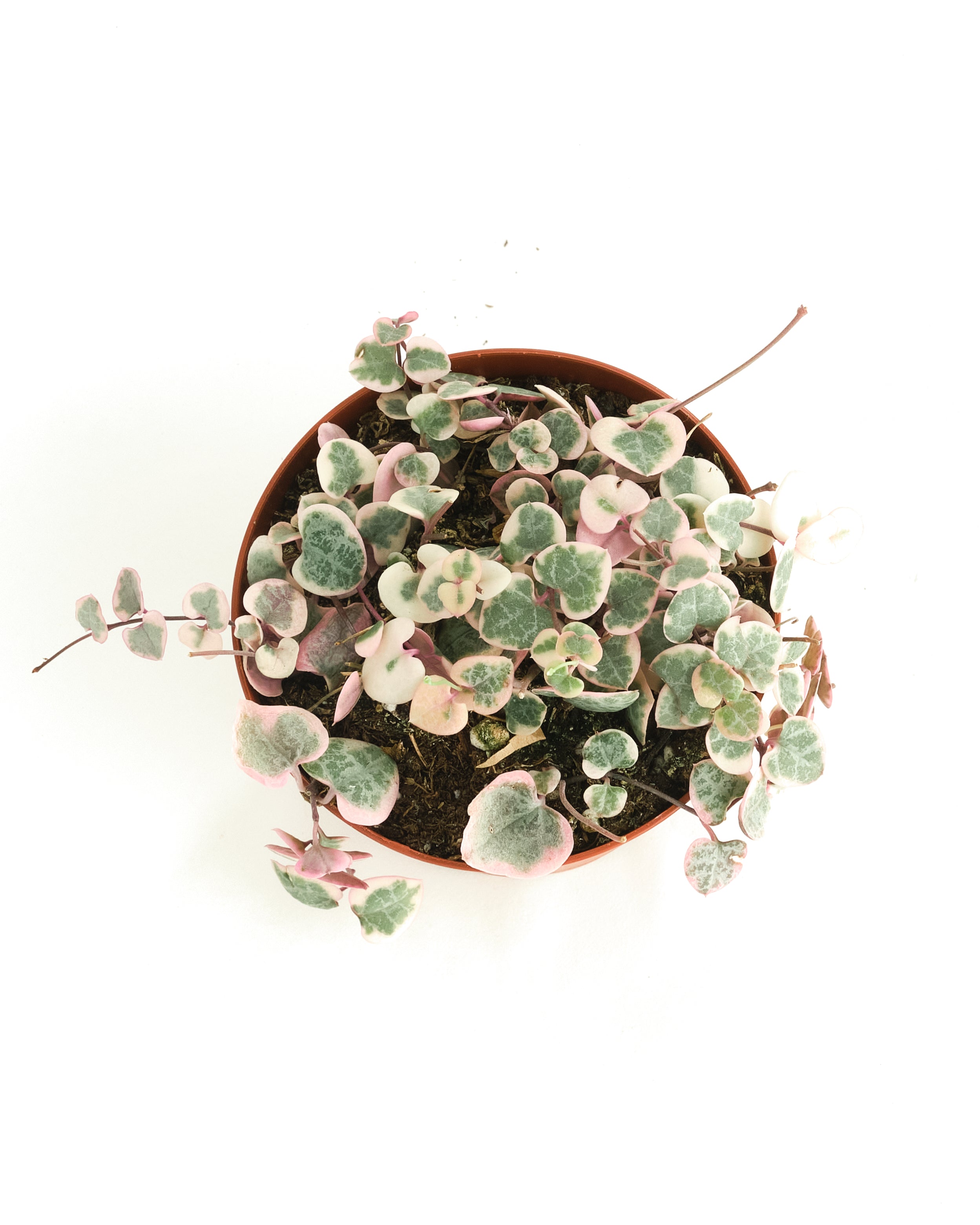 Ceropegia Woodii f. Variegata 'Variegated String of Hearts'-mmluna