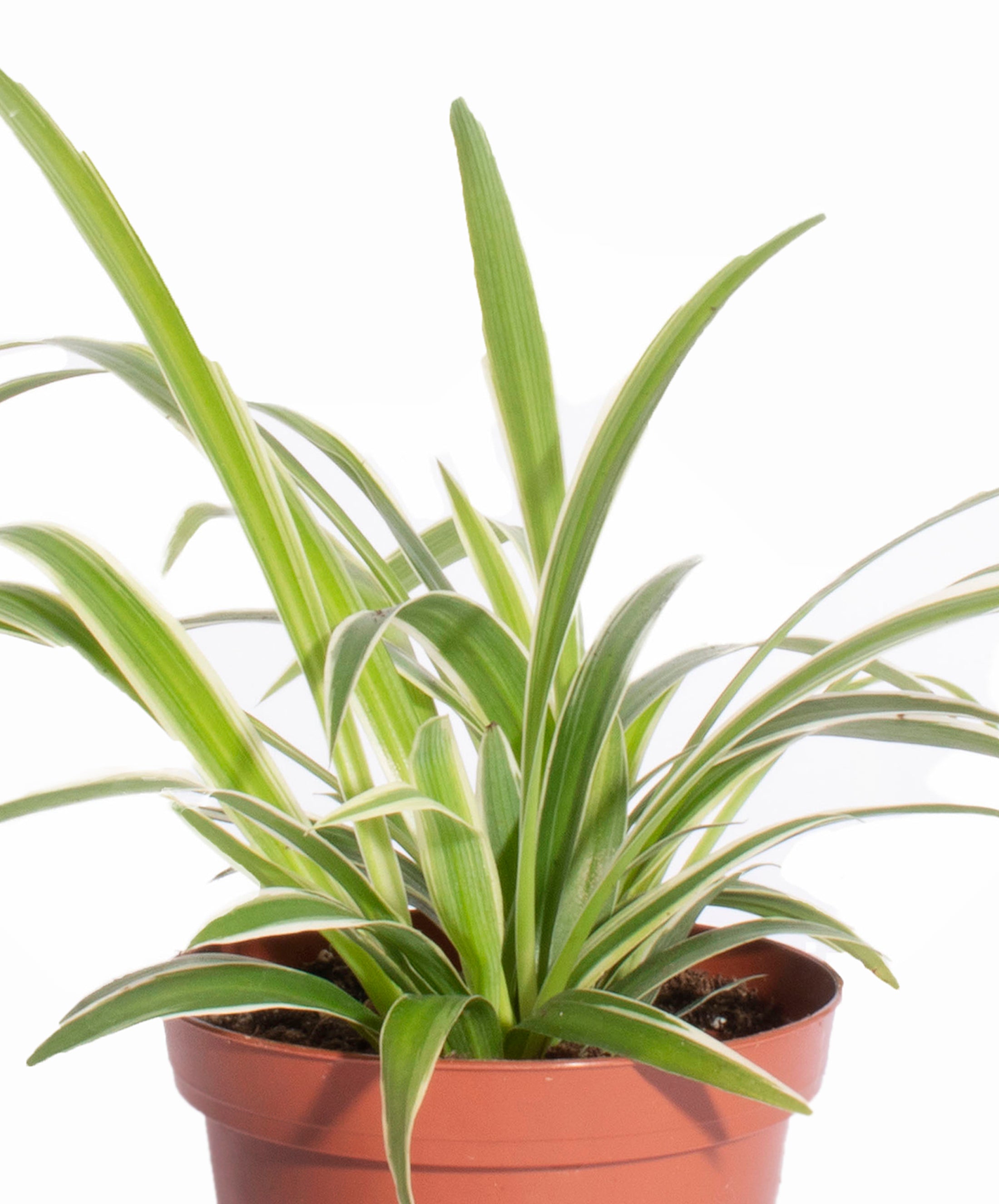 Pothos & Spider Plant-mmluna