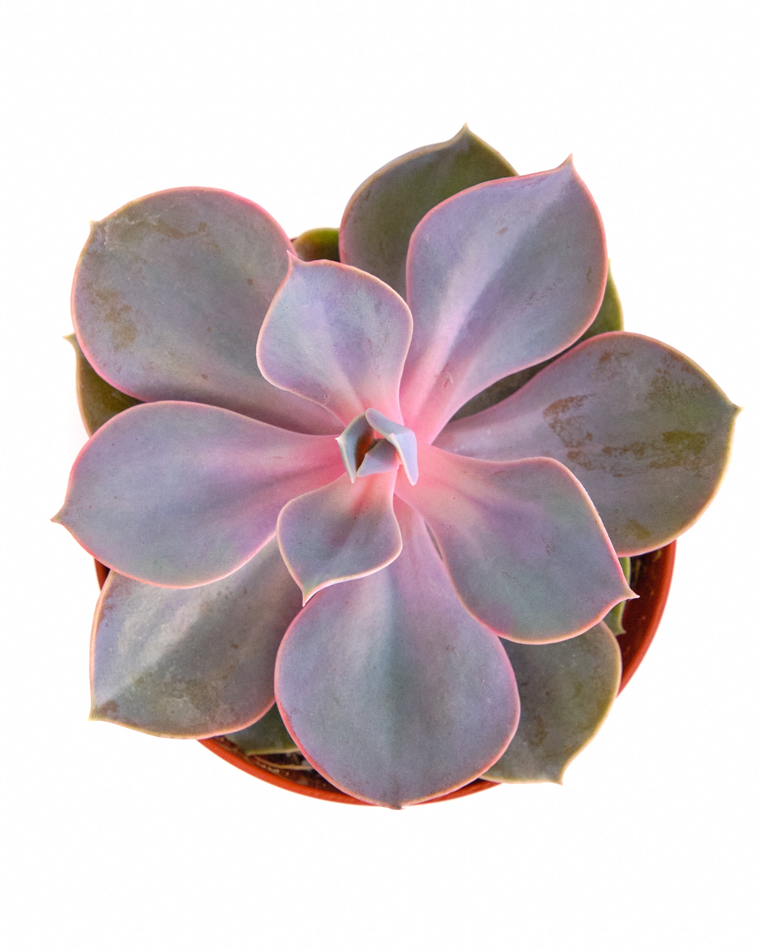 Echeveria 'Perle Von Nurnberg'-mmluna
