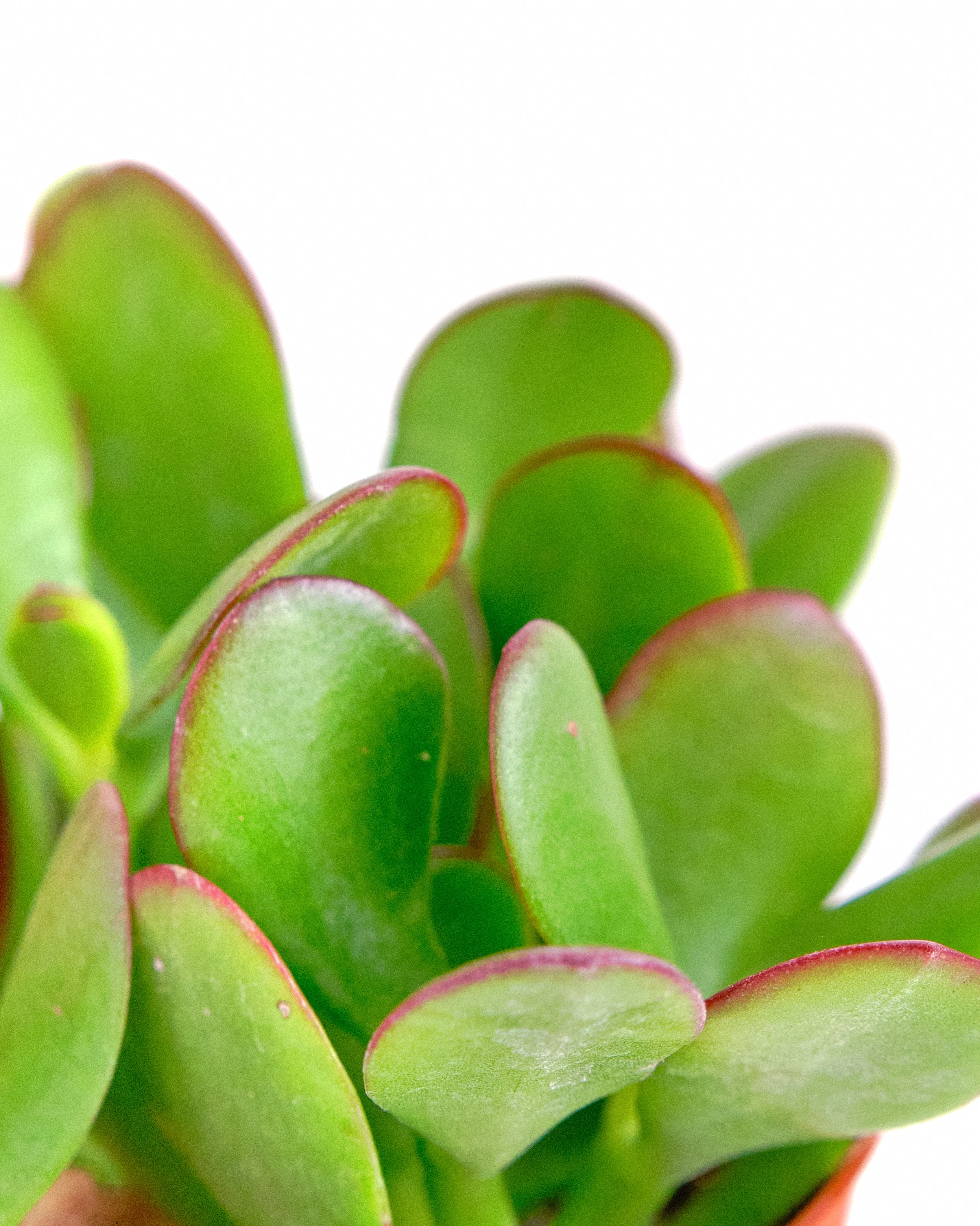 Crassula Ovata 'Jade'-mmluna