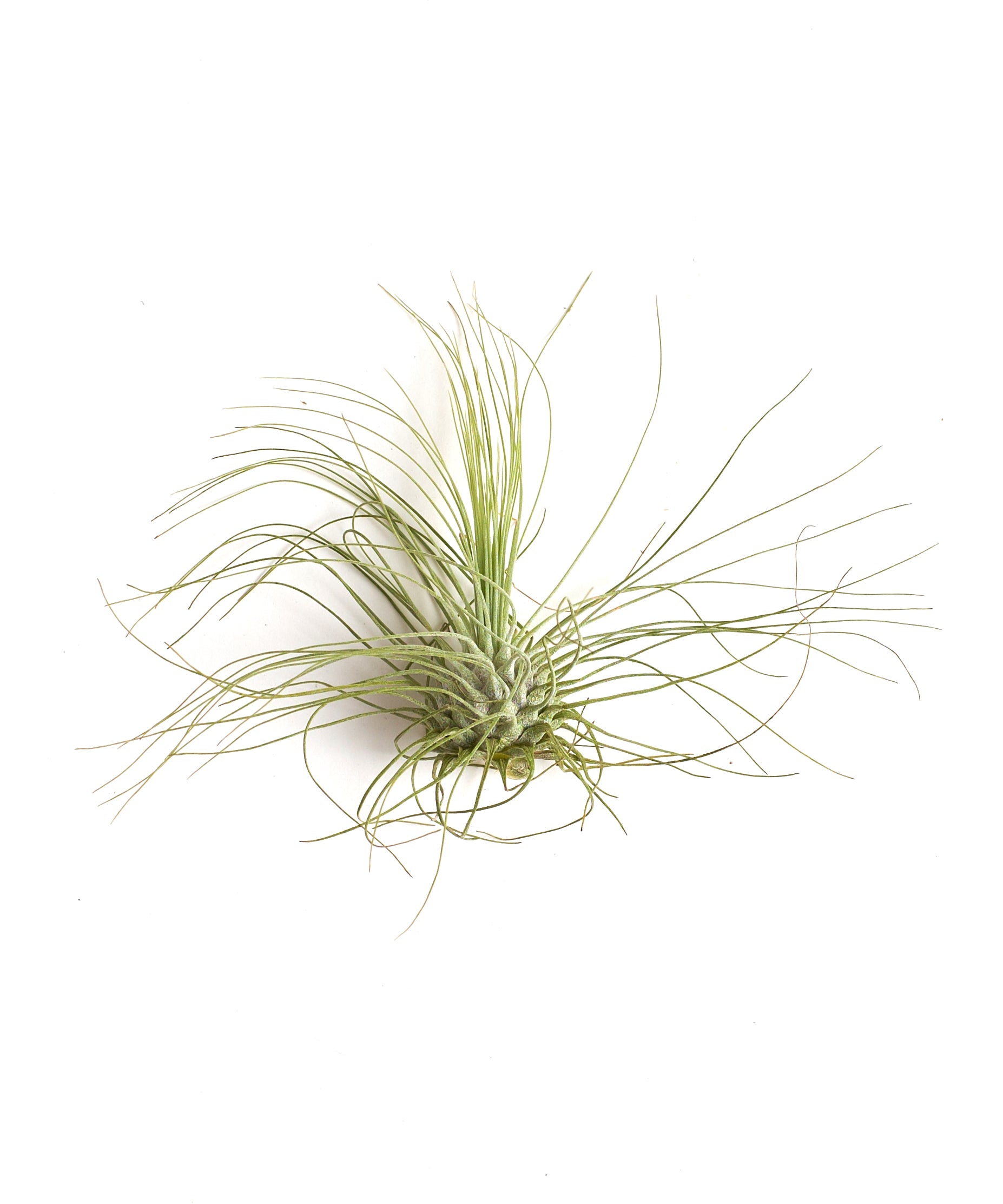 Tillandsia Argentea Fuchsii-mmluna