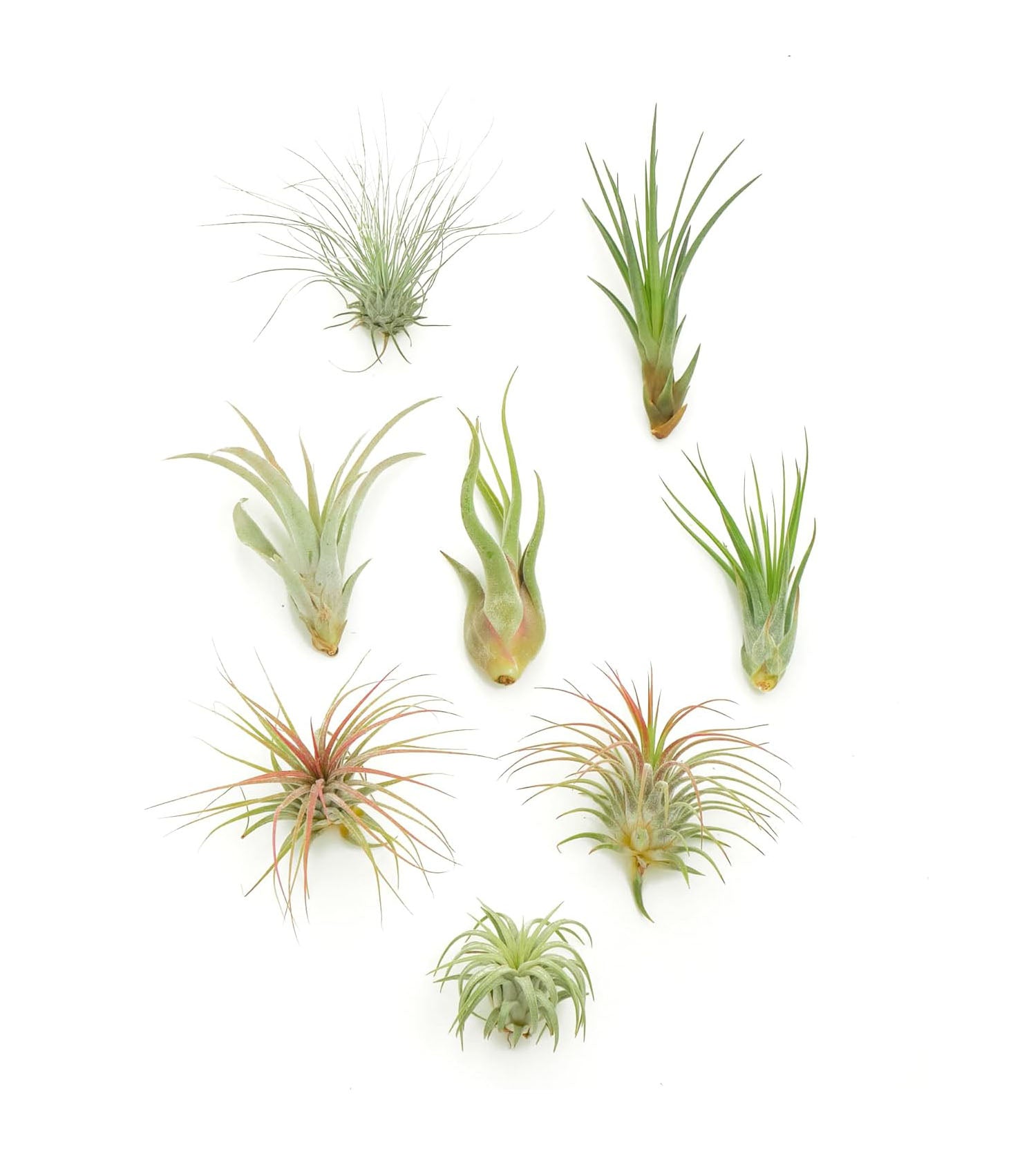 Assorted Mini Air Plant Collection-mmluna
