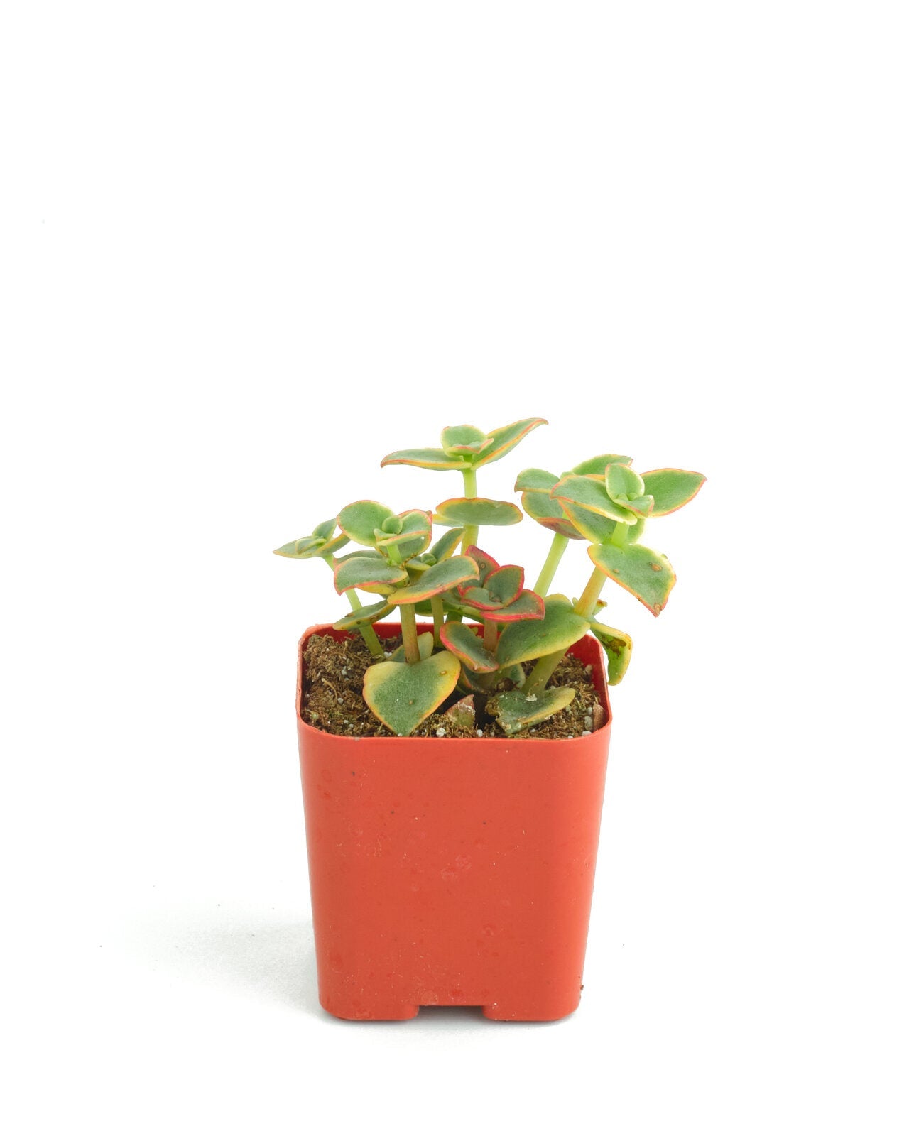 Crassula Pellucida Variegata 'Calico Kitten'-mmluna
