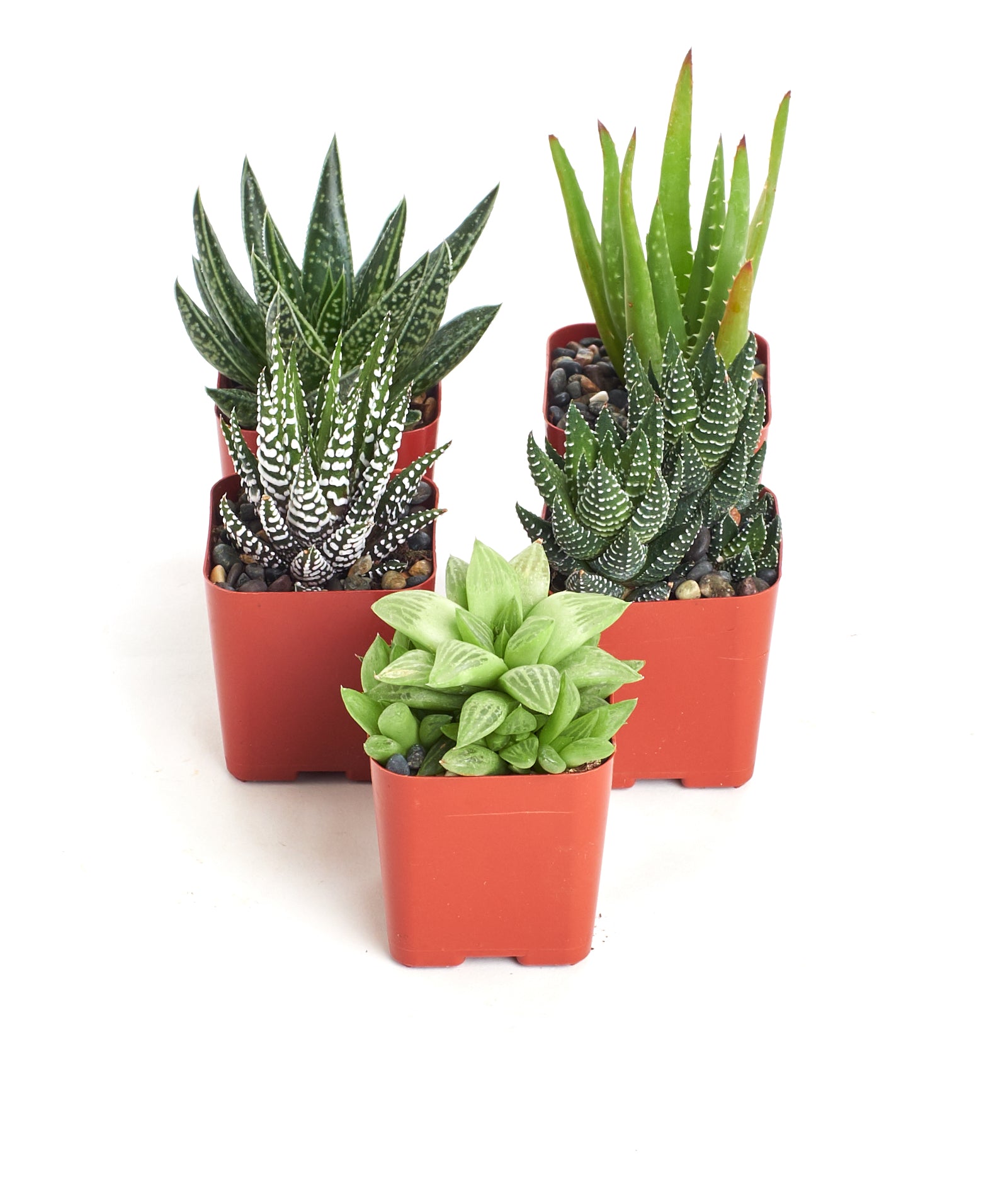 Assorted Mini Aloe & Haworthia Collection-mmluna