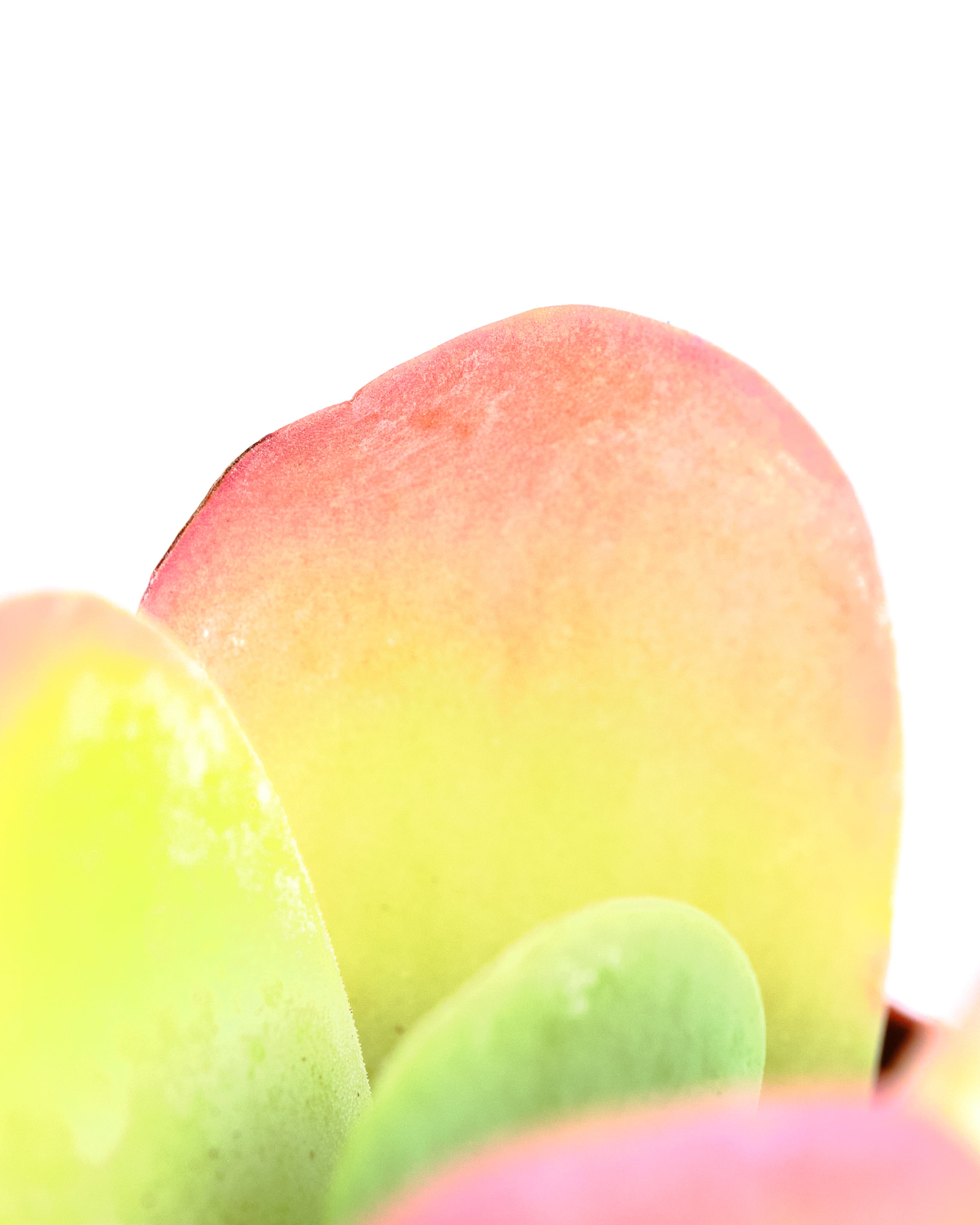 Kalanchoe thyrsiflora 'Flapjack'-mmluna