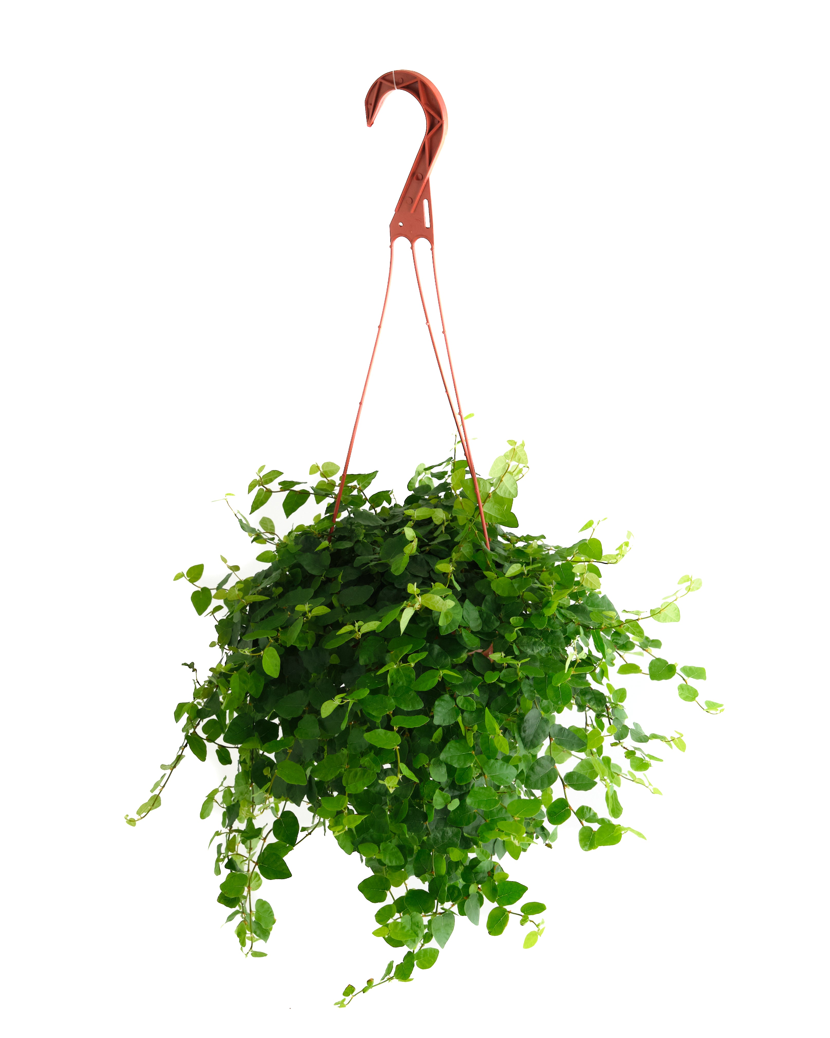 Ficus repens 'Creeping Fig'-mmluna