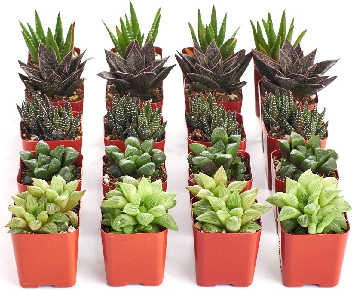 Assorted Mini Aloe & Haworthia Collection-mmluna