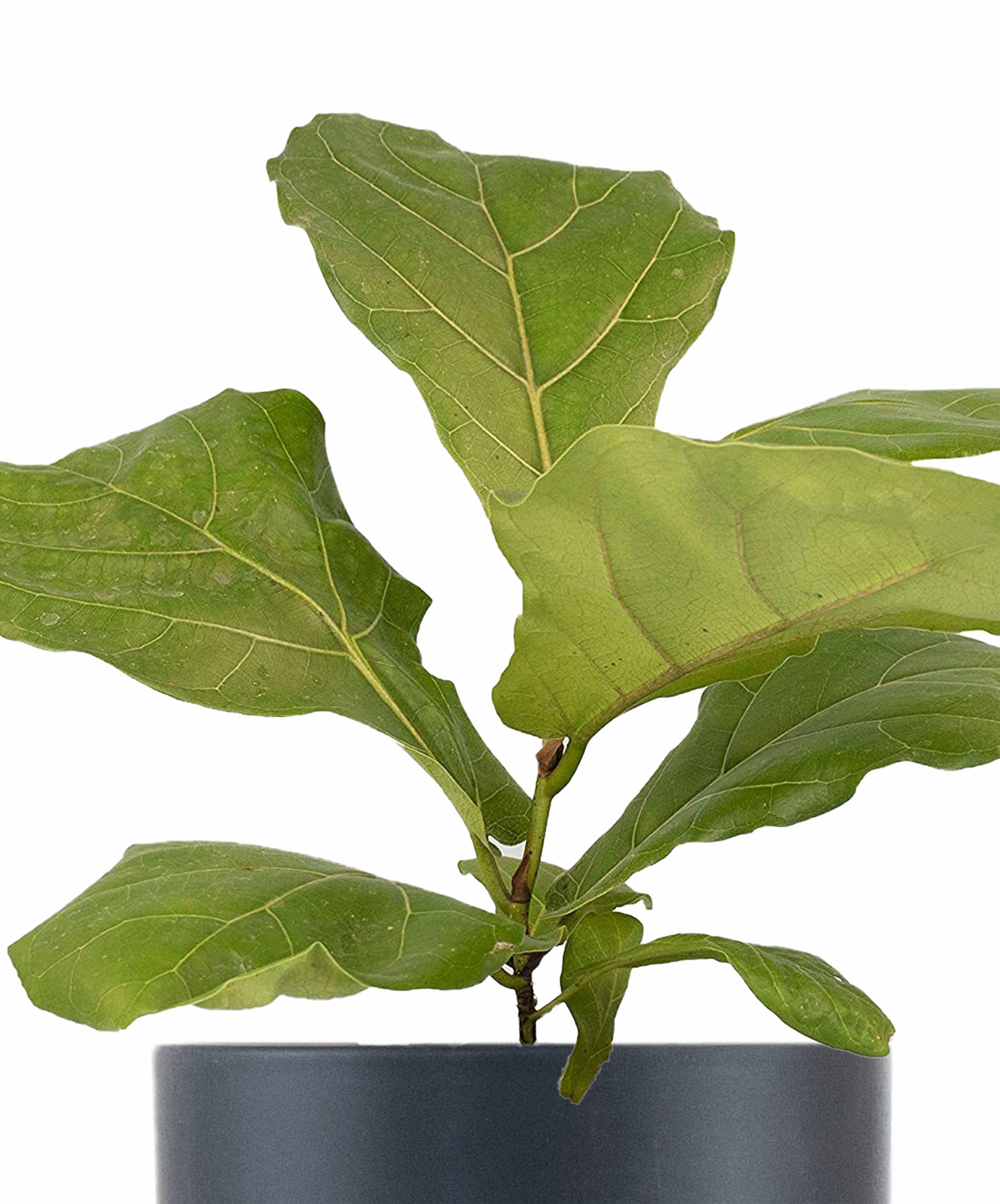 Ficus Lyrata 'Fiddle Leaf Fig' in Black Ceramic Cylinder Planter-mmluna