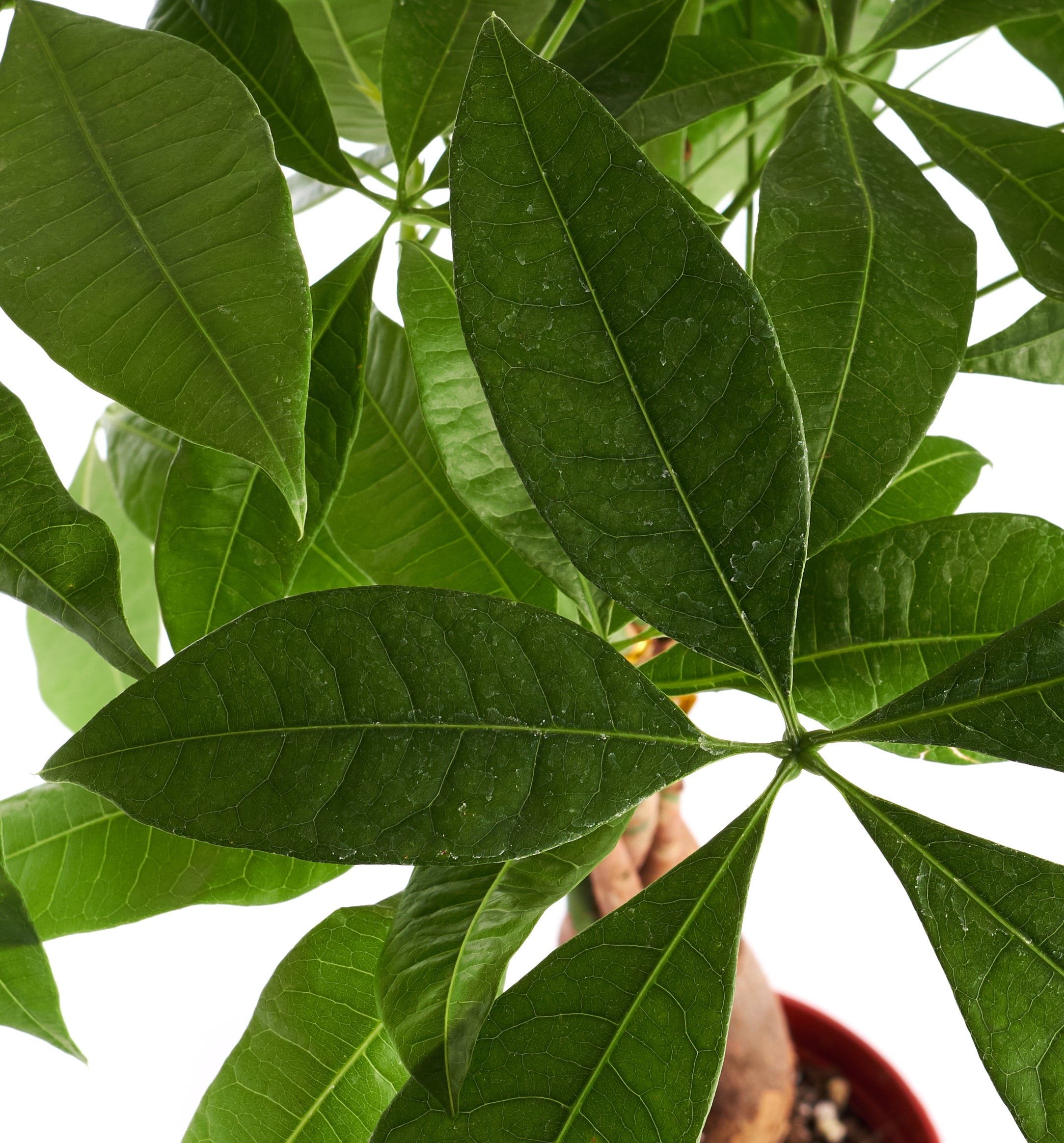 Pachira aquatica 'Money Tree'-mmluna