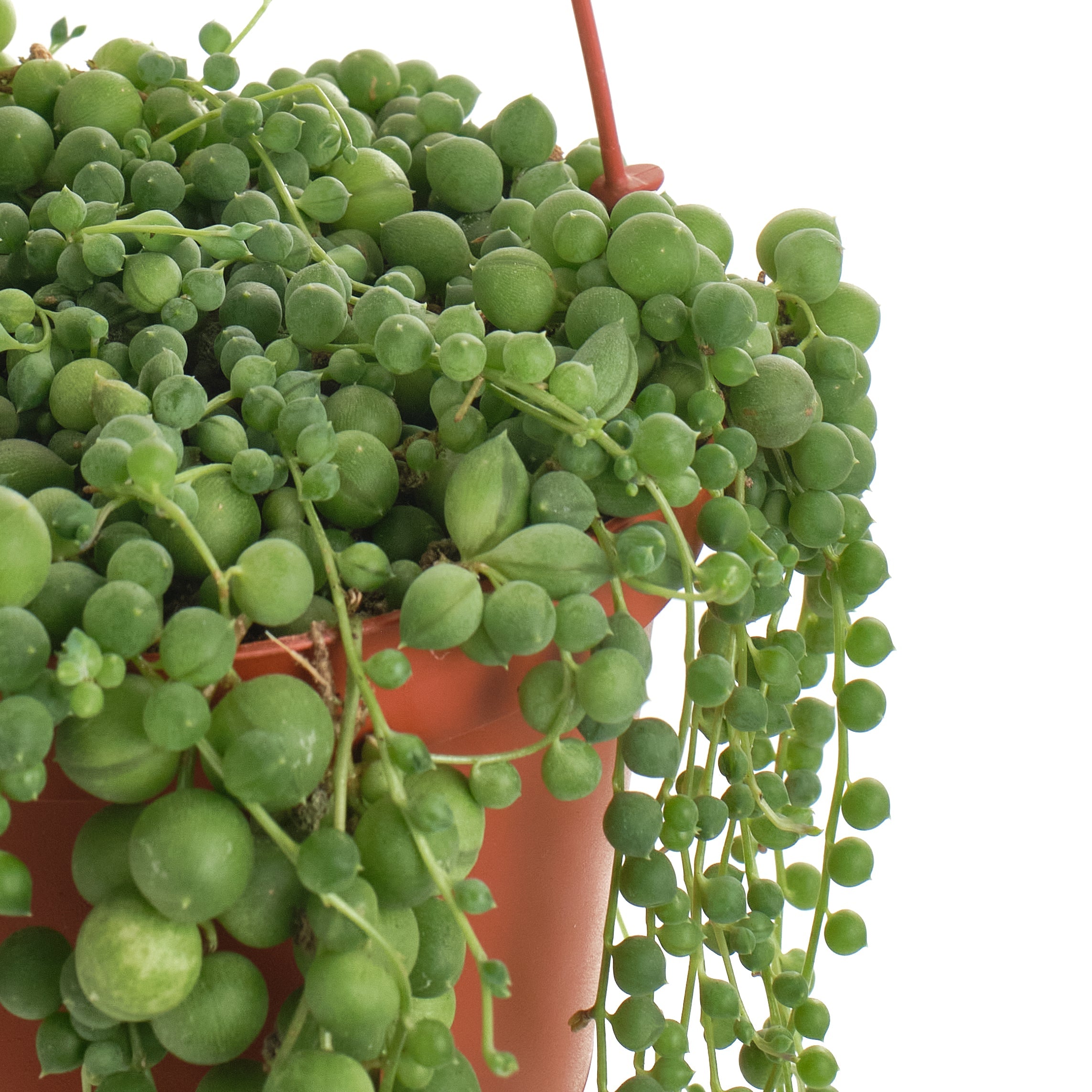 Senecio Rowleyanus 'String of Pearls'-mmluna