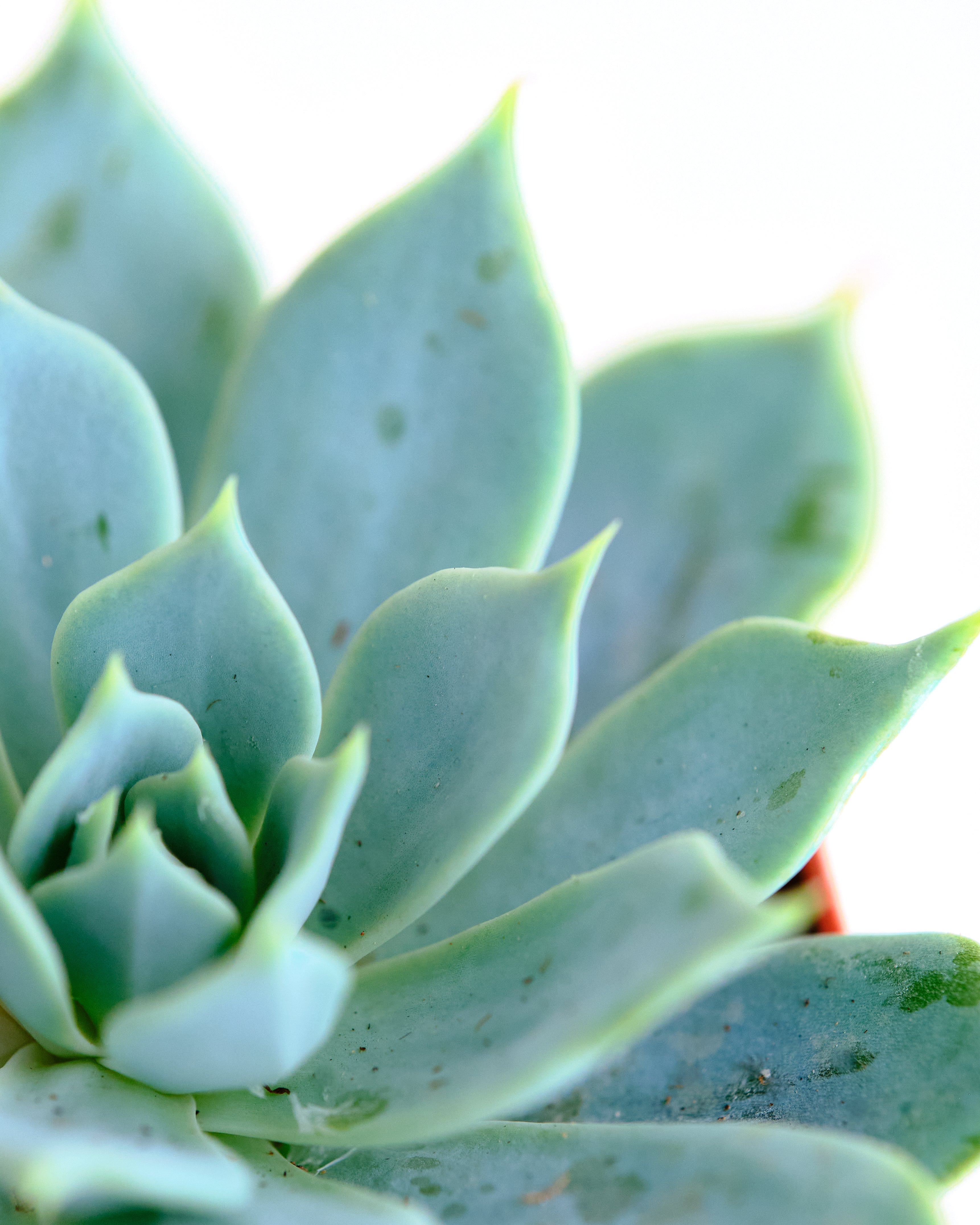 Echeveria 'Secunda'-mmluna