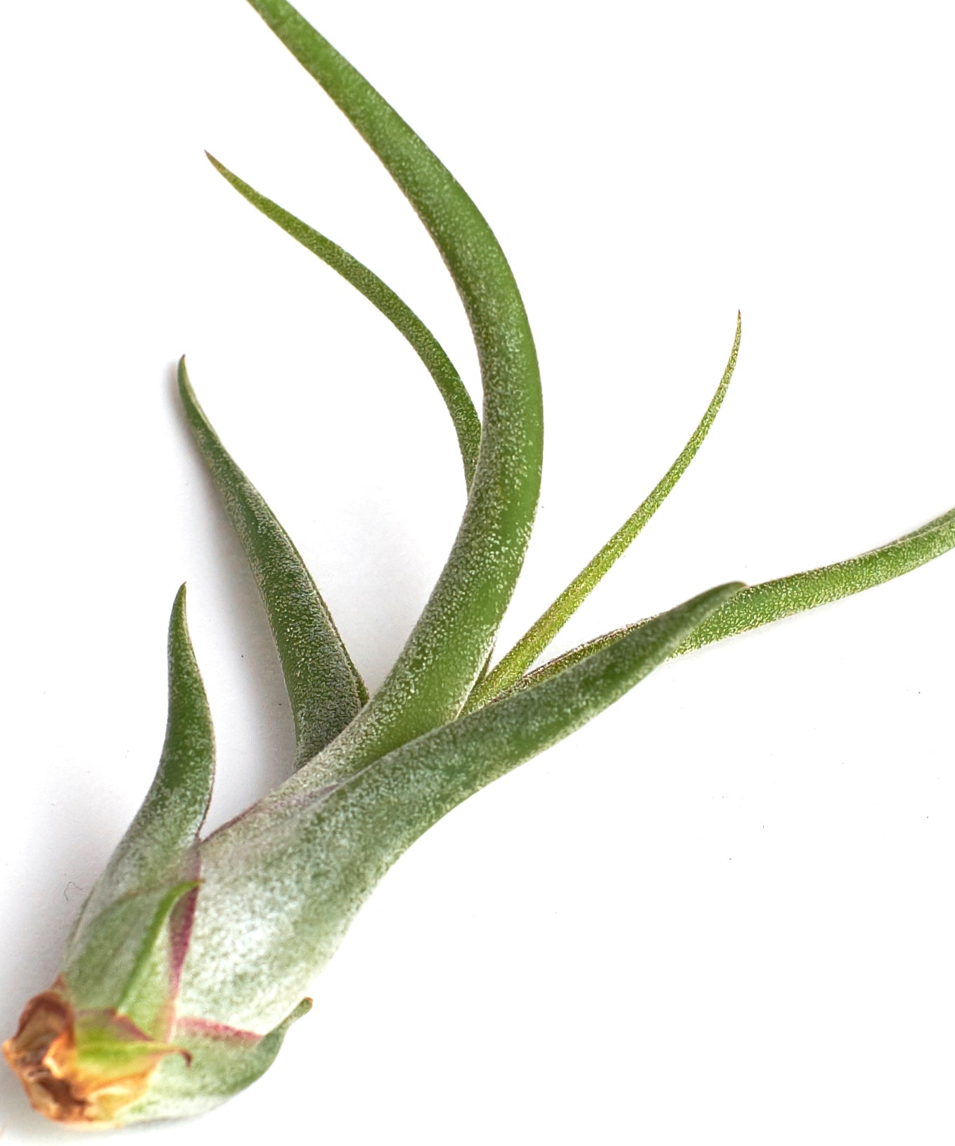 Tillandsia Caput Medusae-mmluna
