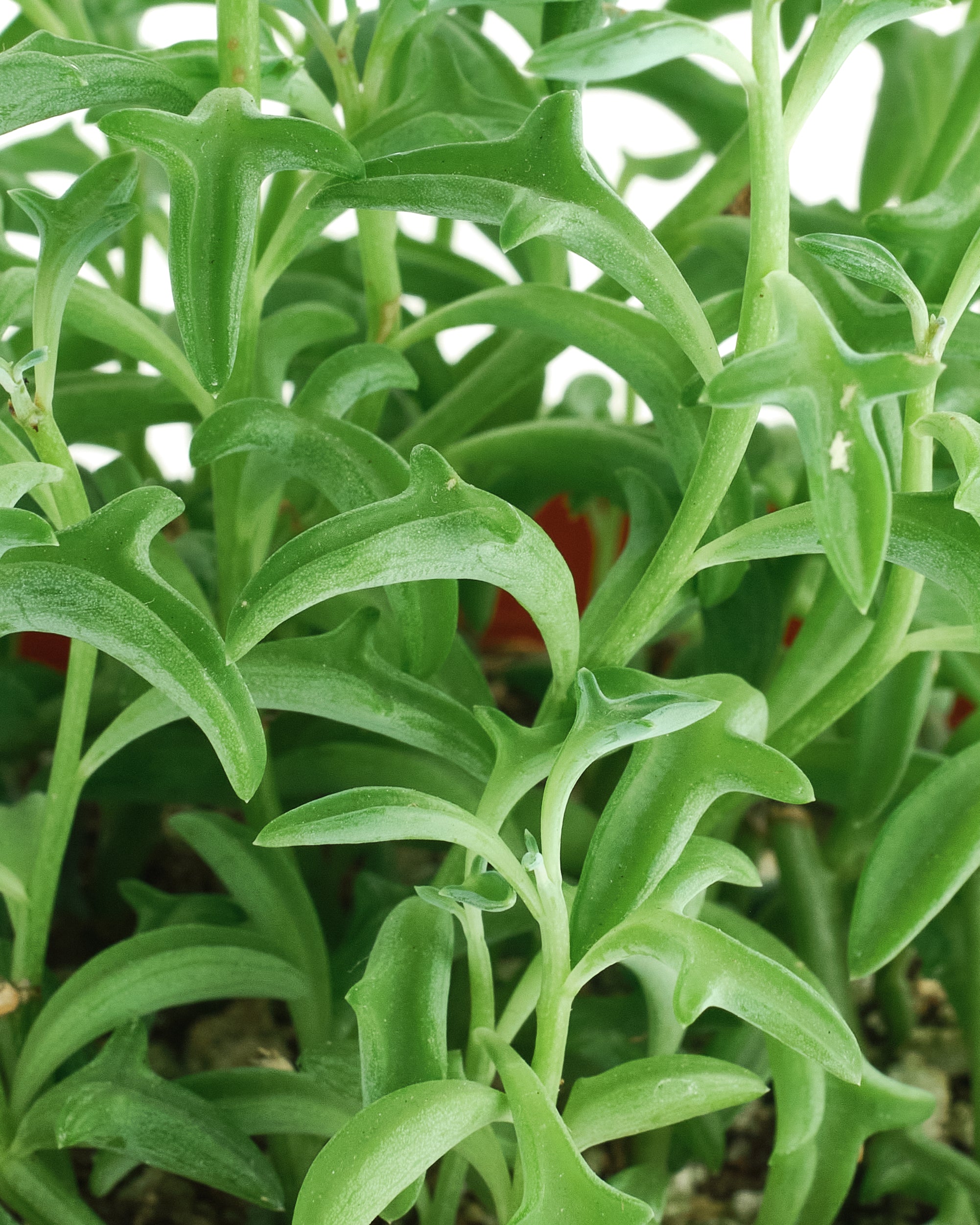 Senecio peregrinus 'String of Dolphins'-mmluna
