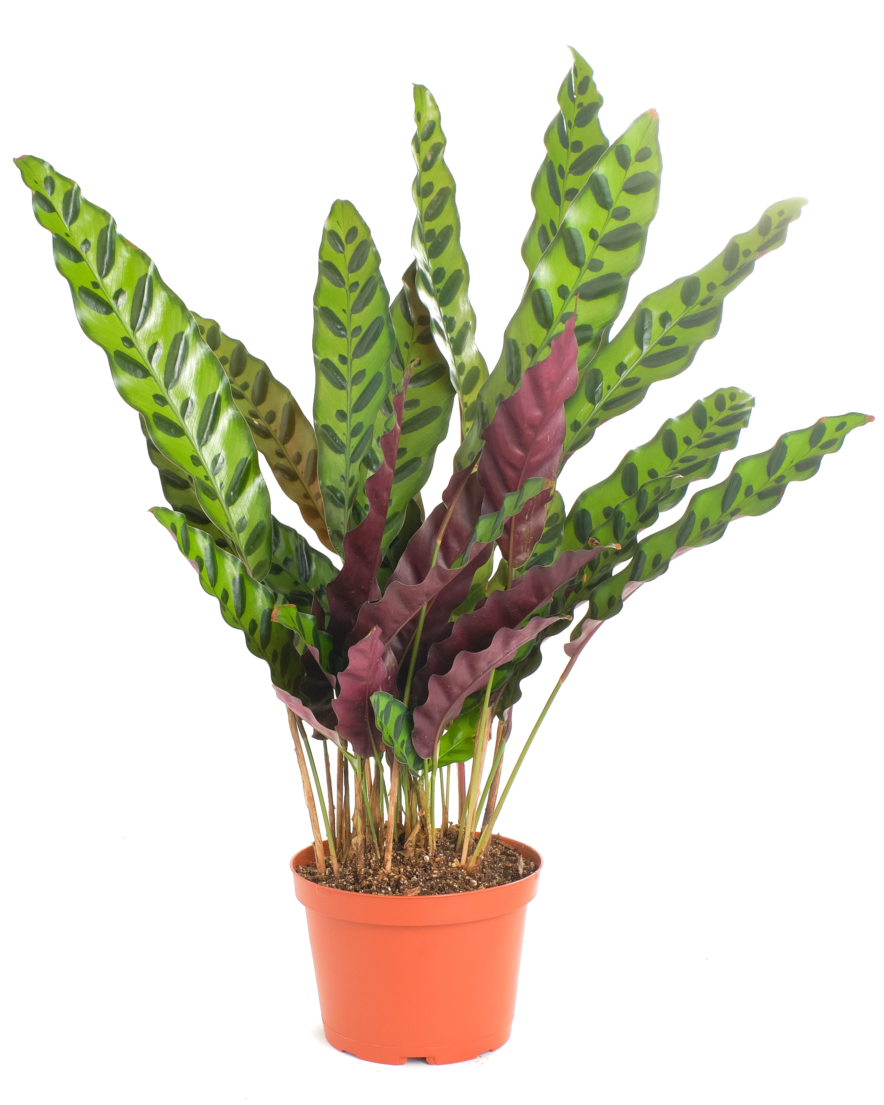 Calathea Lancifolia 'Rattlesnake Plant'-mmluna