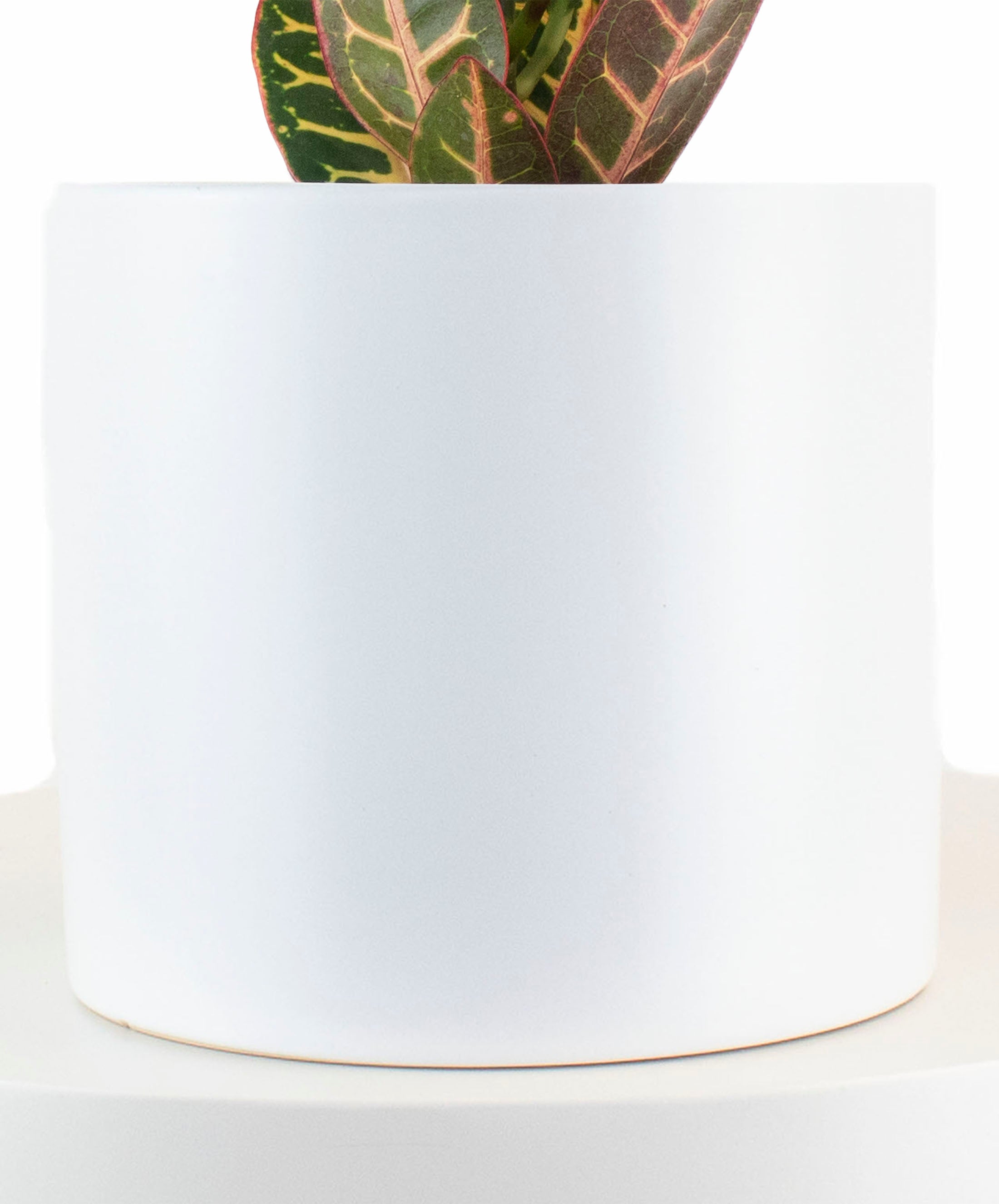 Croton Petra House Plant in White Ceramic Cylinder Planter-mmluna