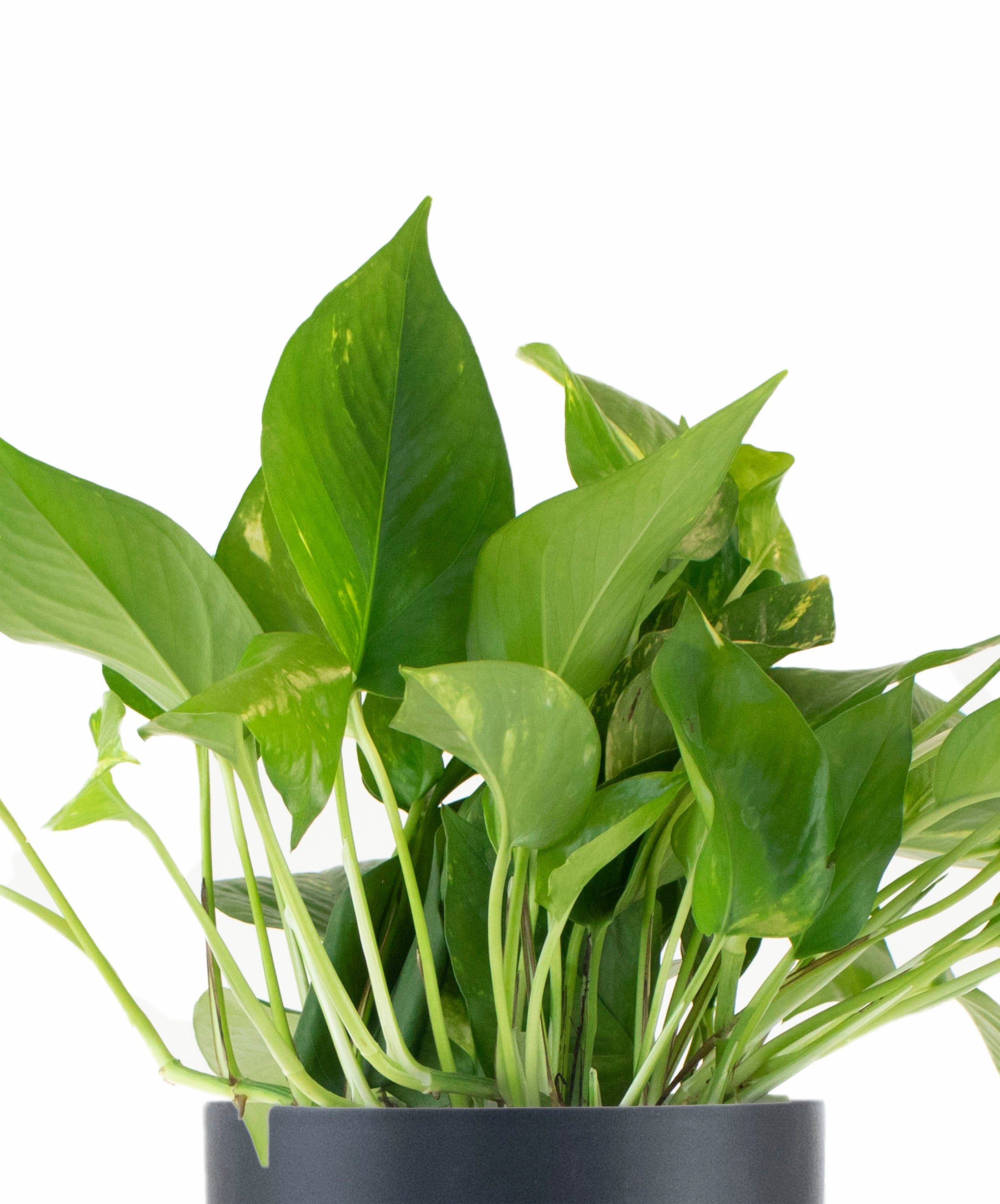 Epipremnum aureum 'Pothos' in Black Ceramic Cylinder Planter-mmluna