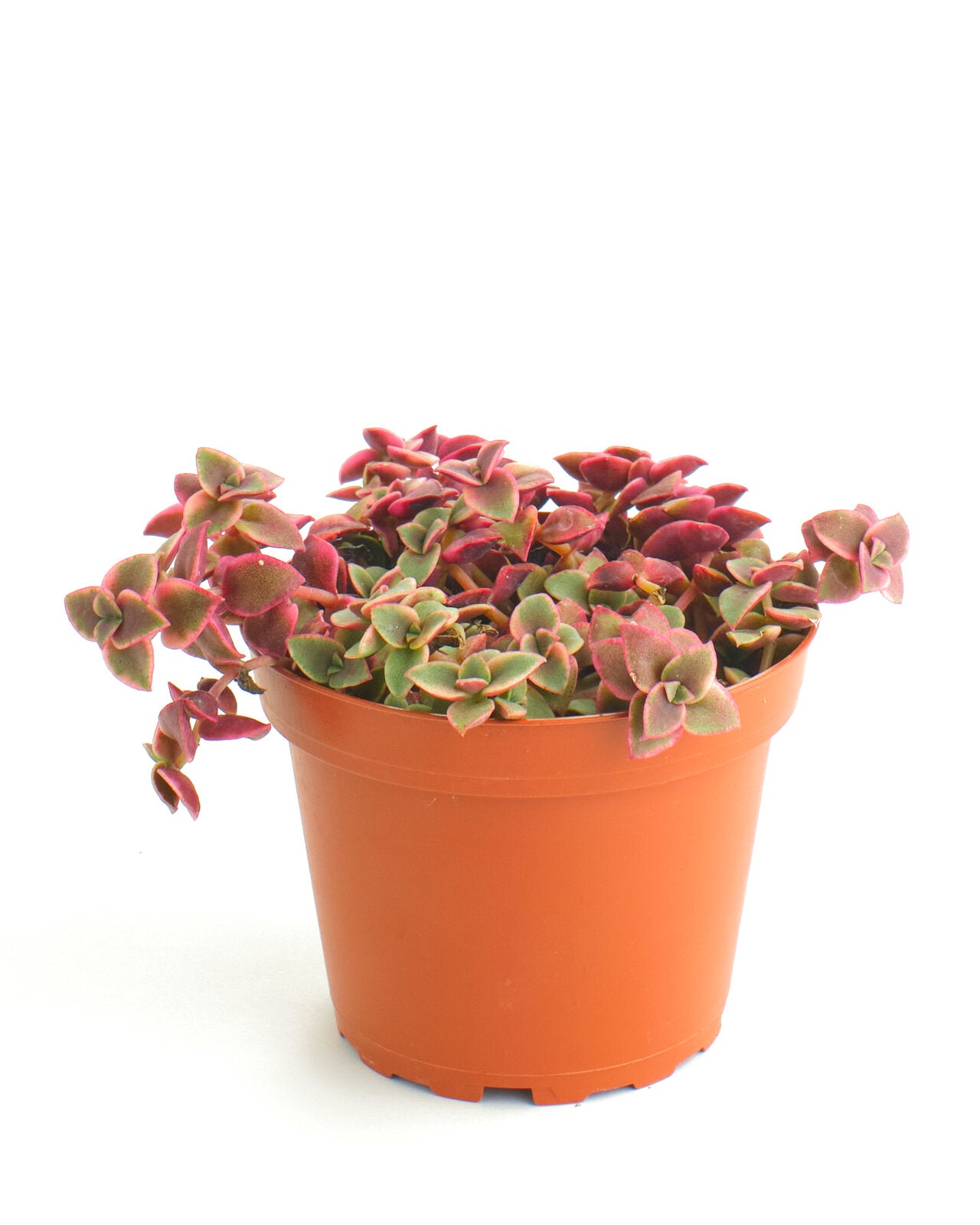 Crassula Pellucida Variegata 'Calico Kitten'-mmluna