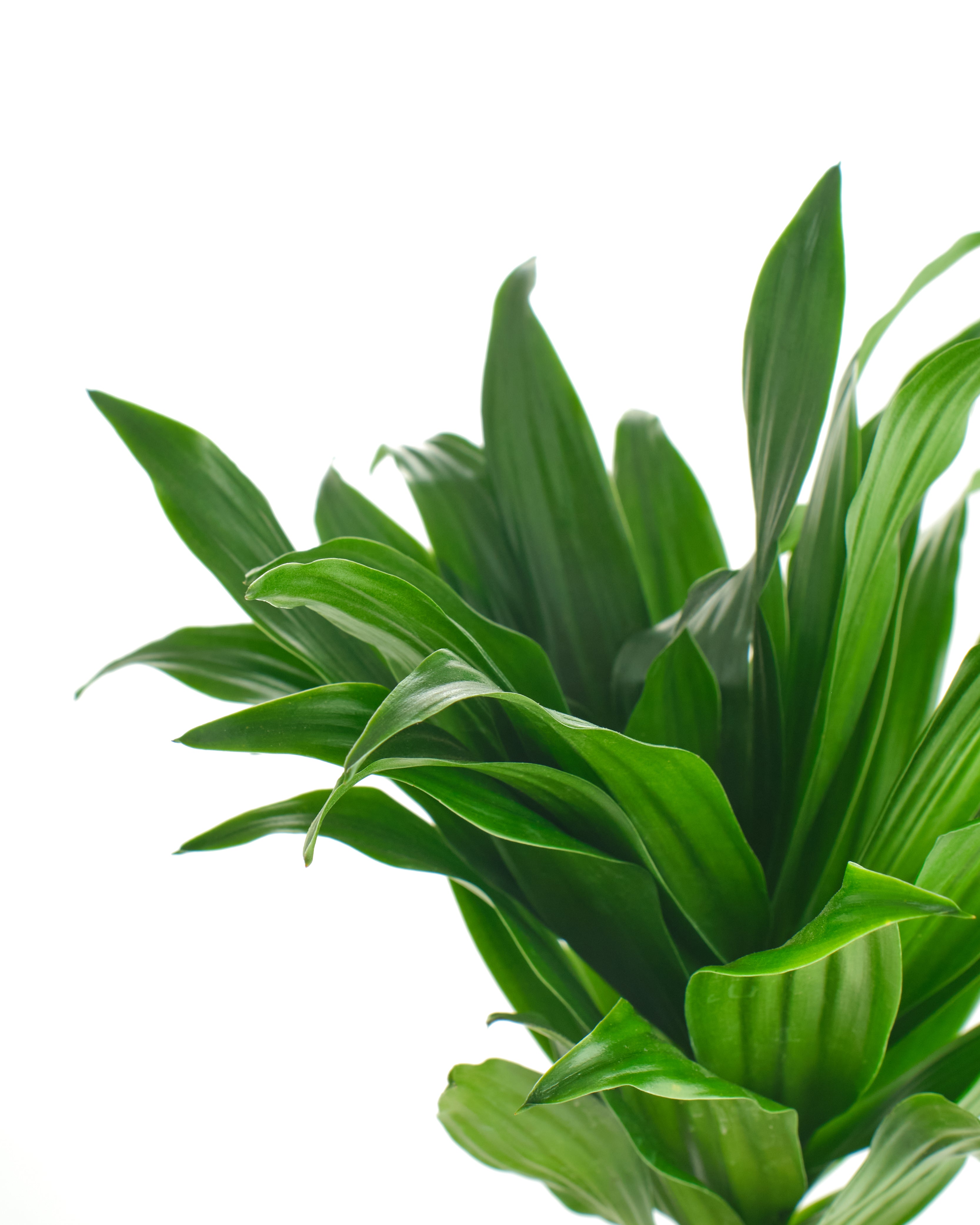 Dracaena Compacta-mmluna