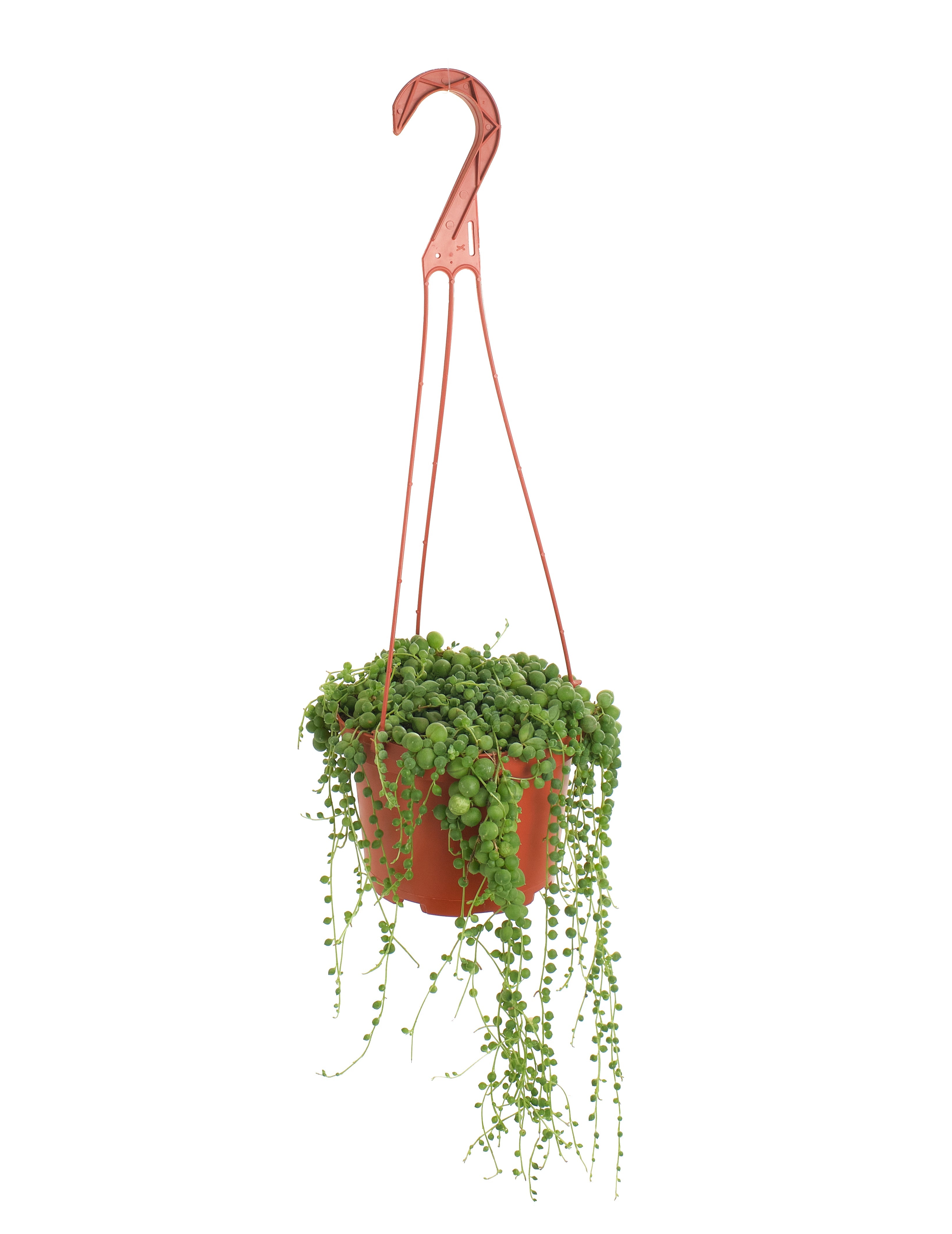 Senecio Rowleyanus 'String of Pearls'-mmluna