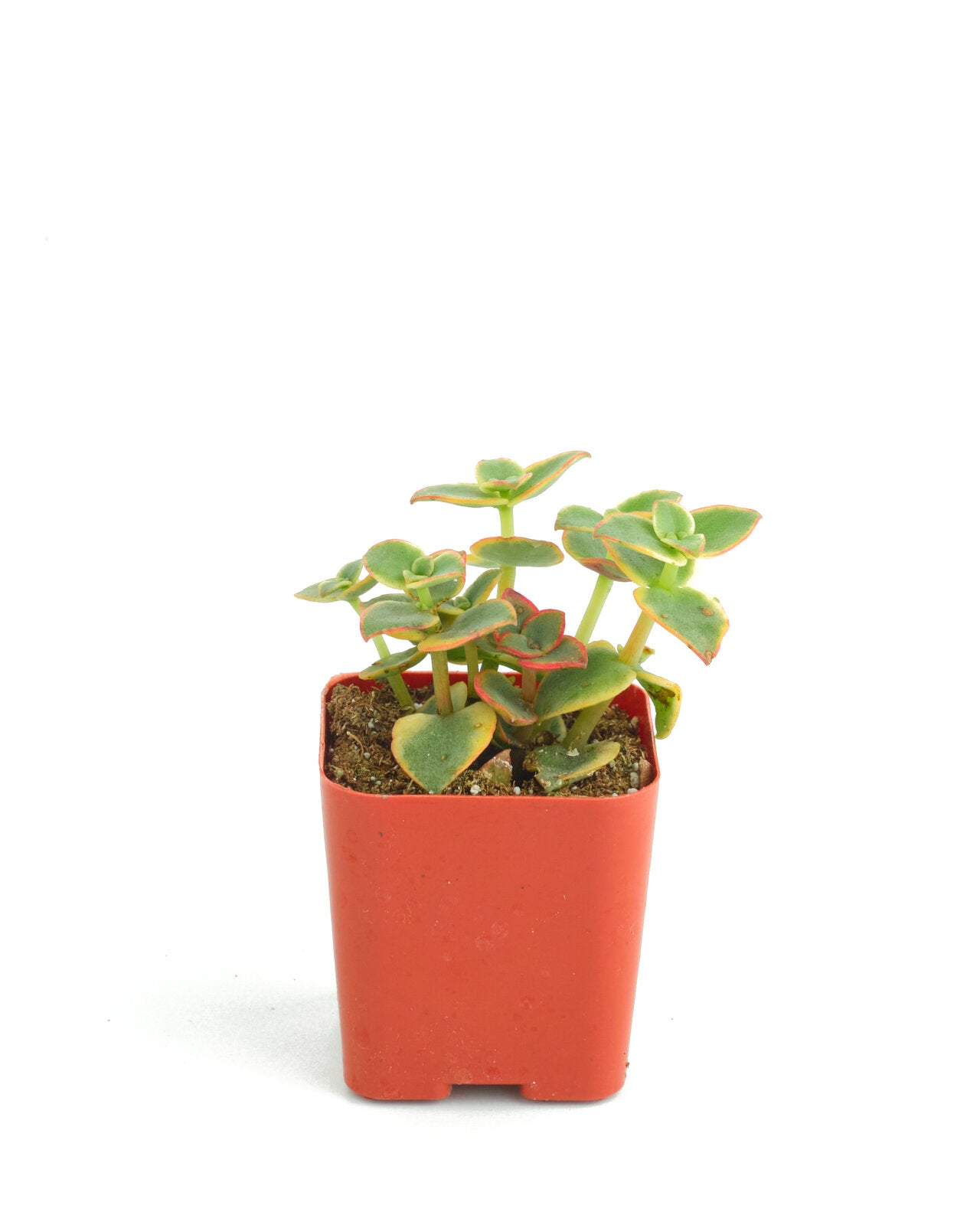 Crassula Pellucida Variegata 'Calico Kitten'-mmluna