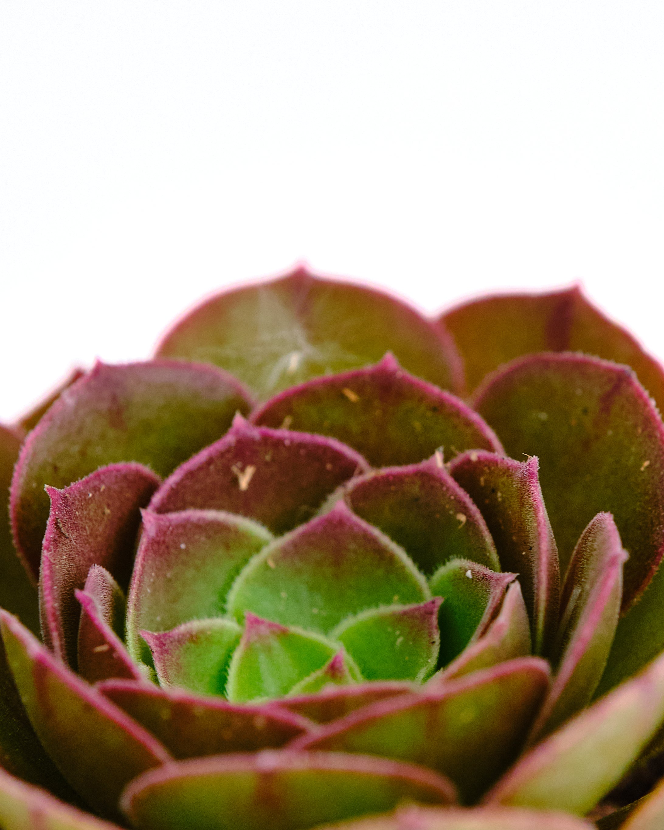 Aeonium 'Blushing Beauty'-mmluna