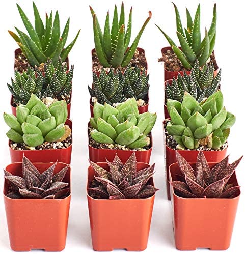 Assorted Mini Aloe & Haworthia Collection-mmluna