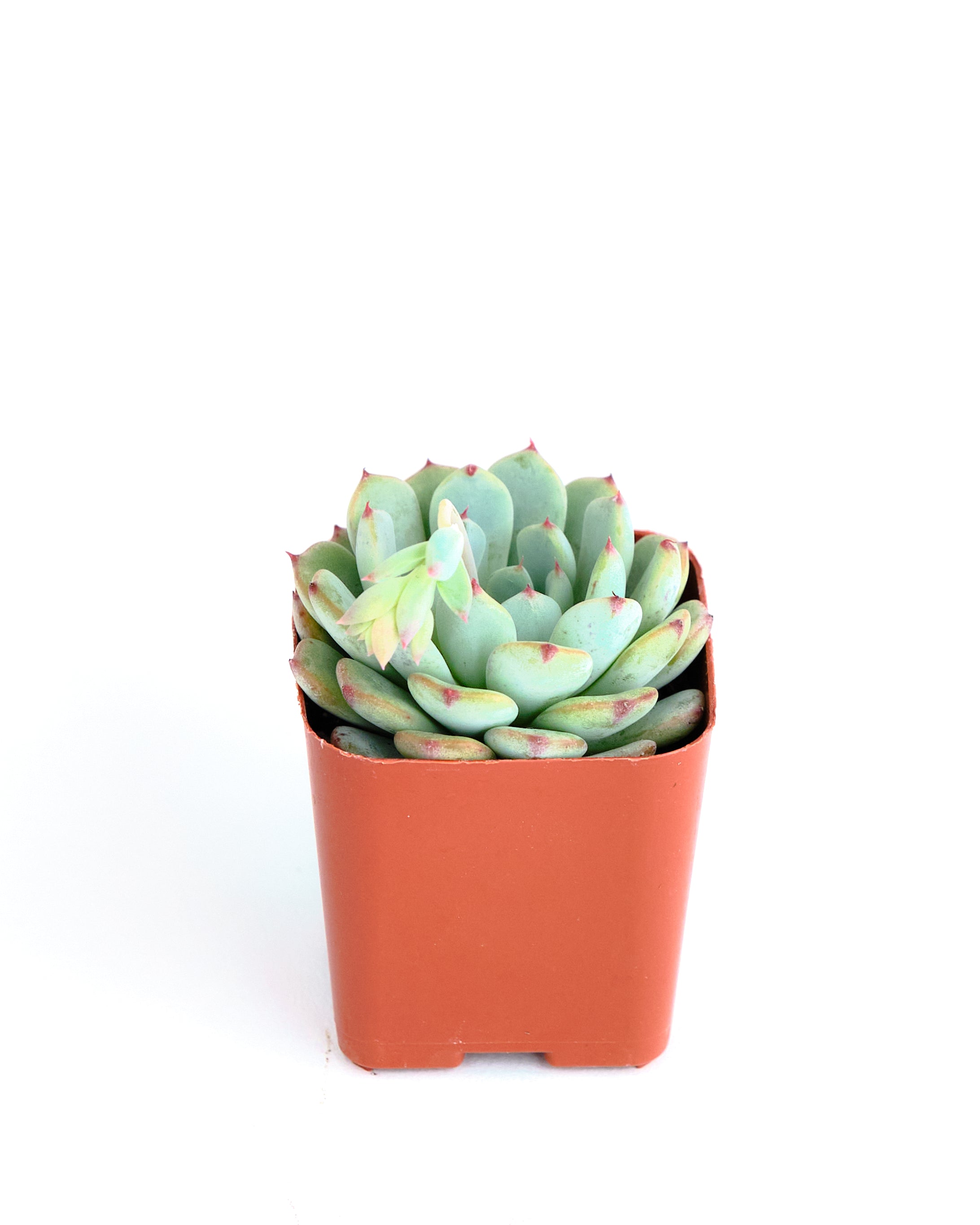 Echeveria 'Minima'-mmluna