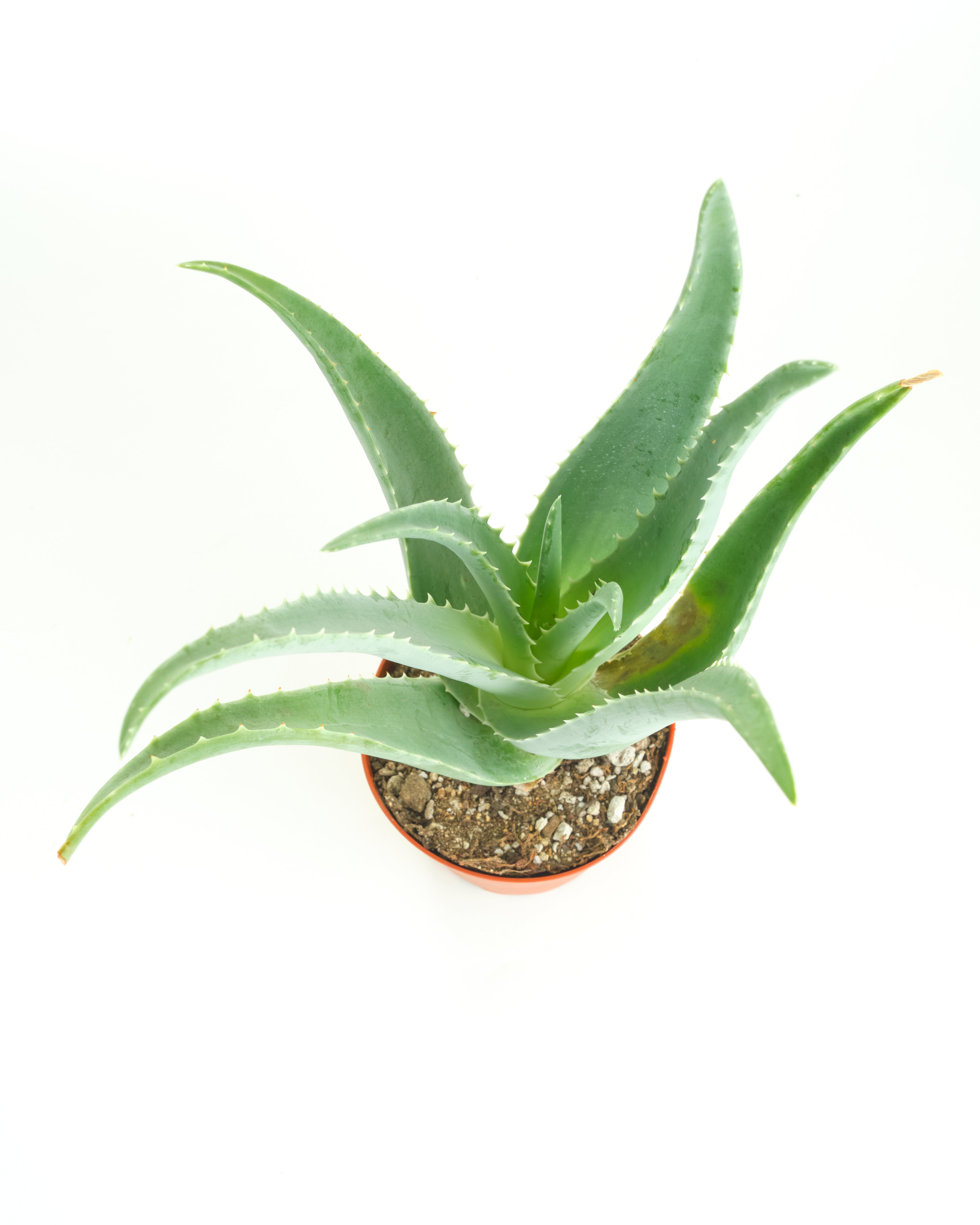 Aloe Vera Plant-mmluna