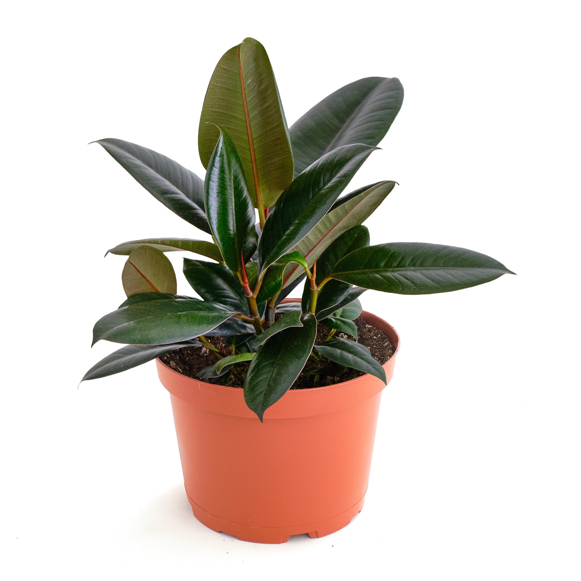 Ficus Elastica 'Burgundy'-mmluna