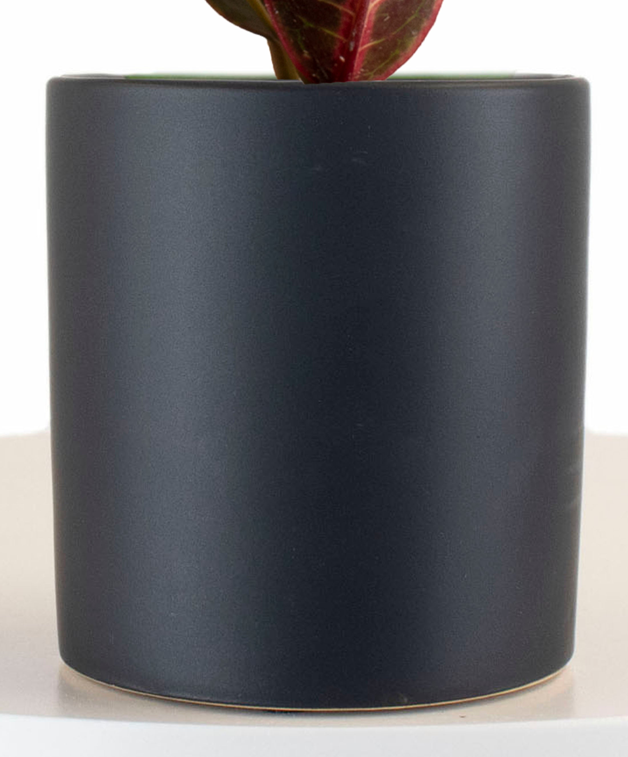 Croton Petra House Plant in Black Ceramic Cylinder Planter-mmluna