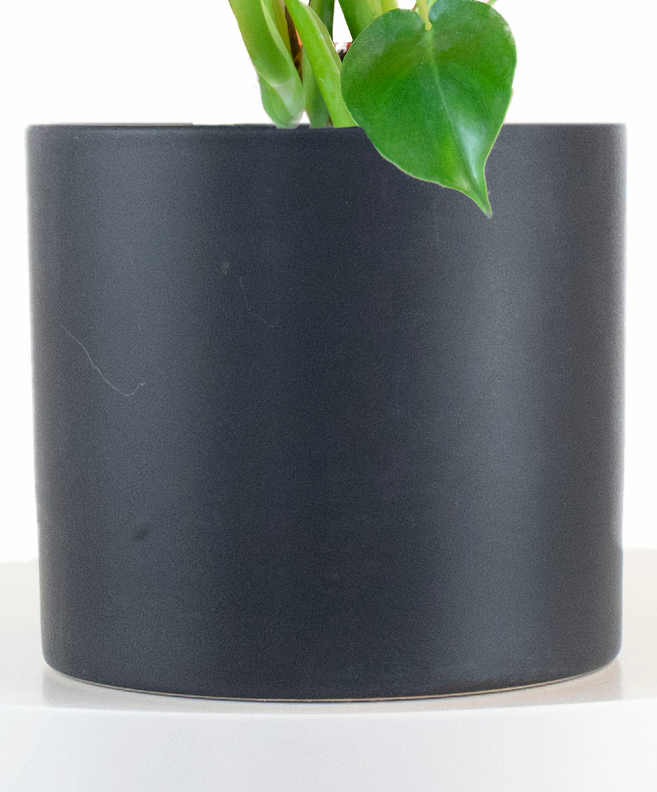 Monstera Deliciosa in Black Ceramic Cylinder Planter-mmluna