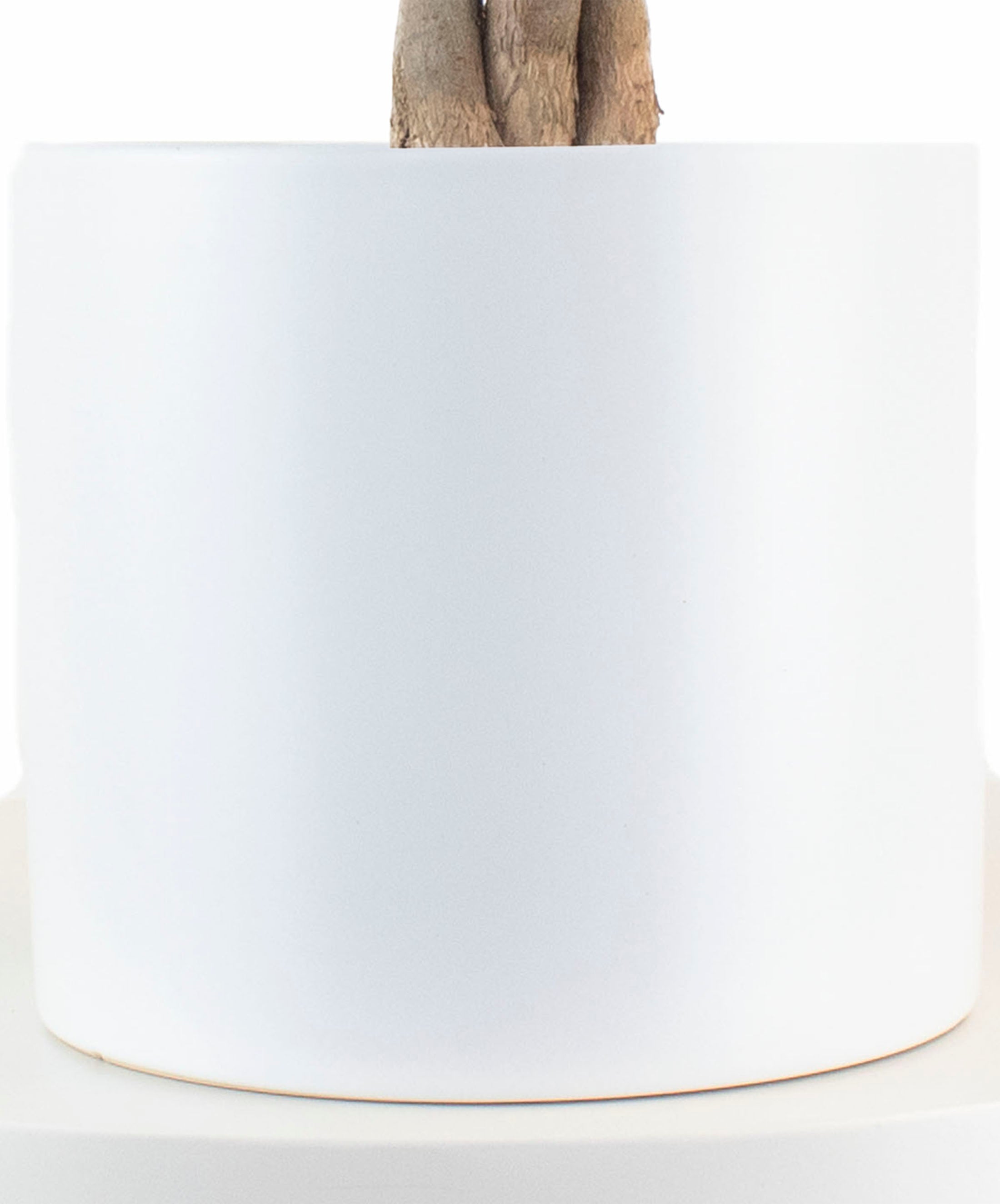 Money Tree Plant in White Ceramic Cylinder Planter-mmluna