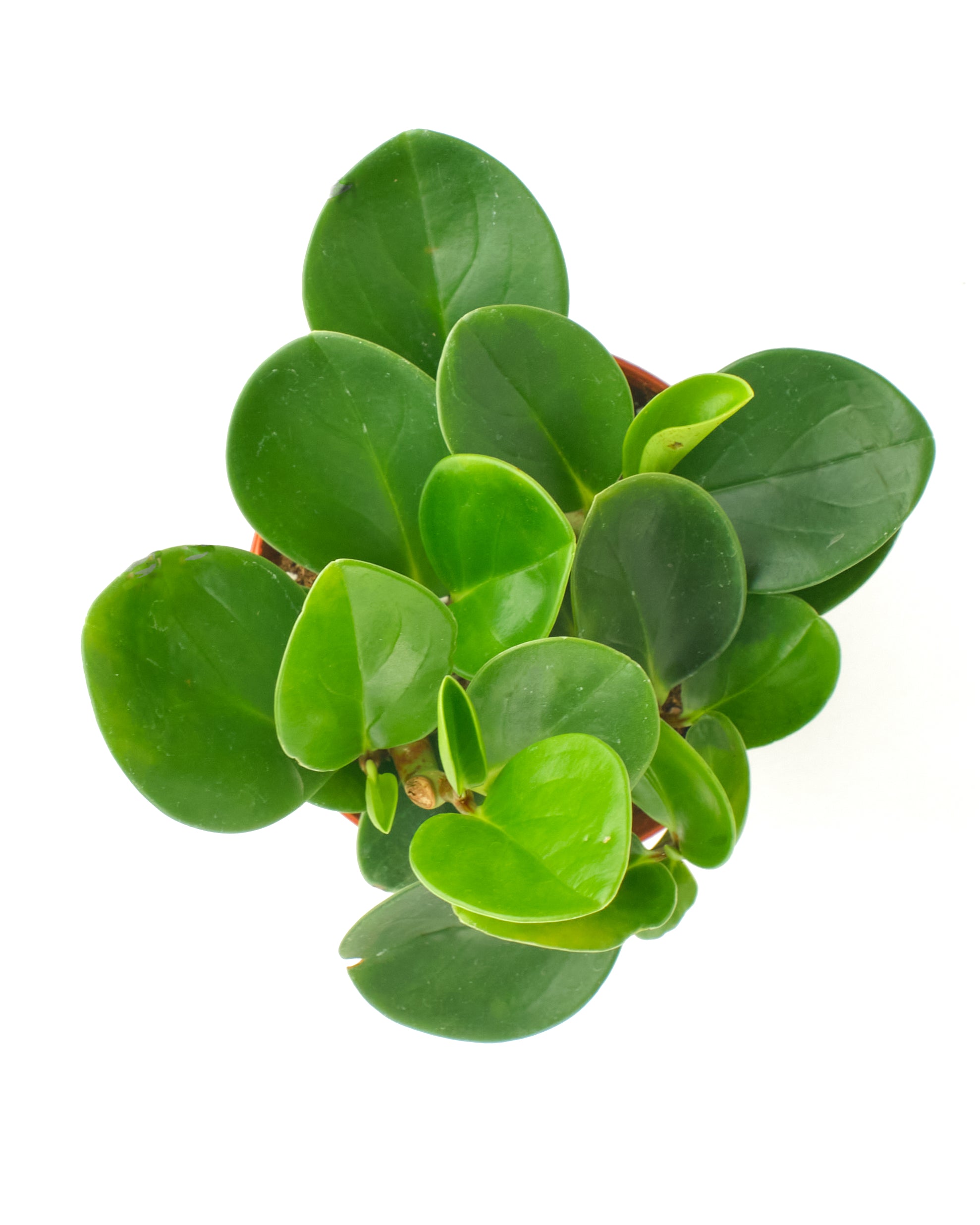 Peperomia Obtusifolia 'Baby Rubber Plant'-mmluna