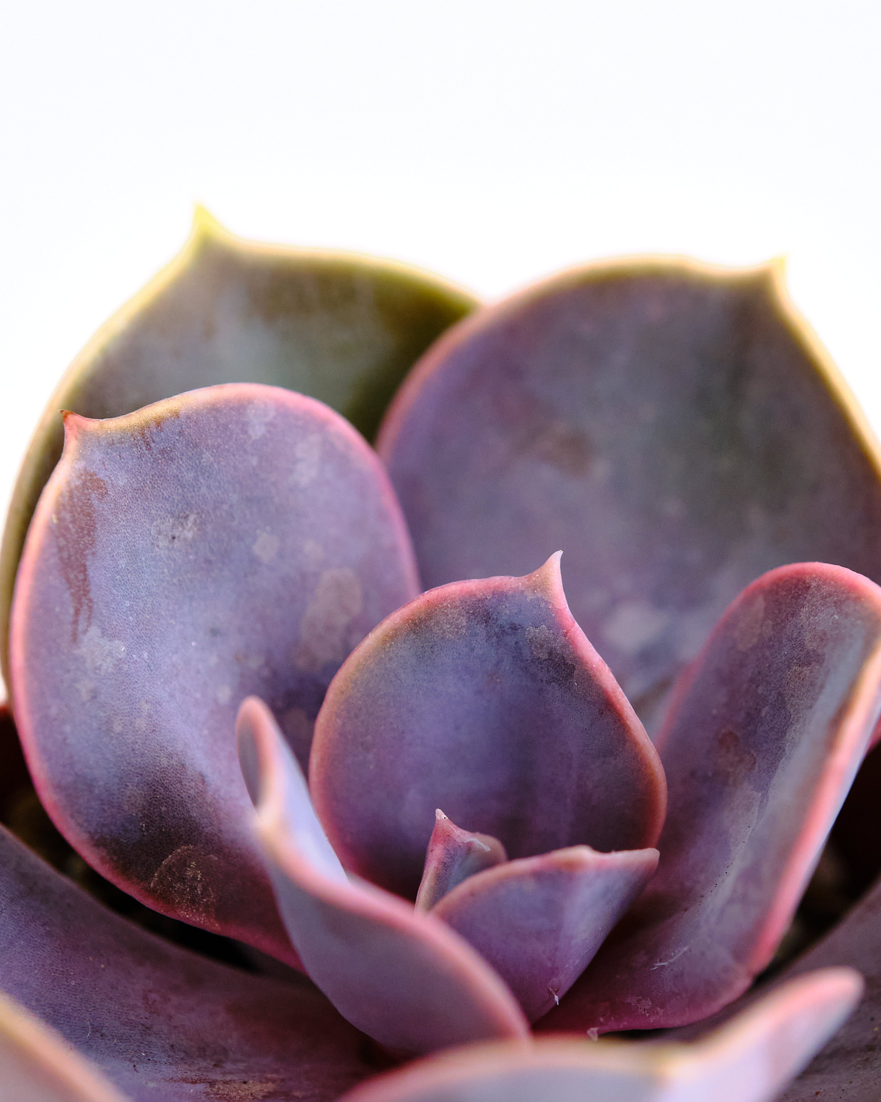 Echeveria 'Perle Von Nurnberg'-mmluna