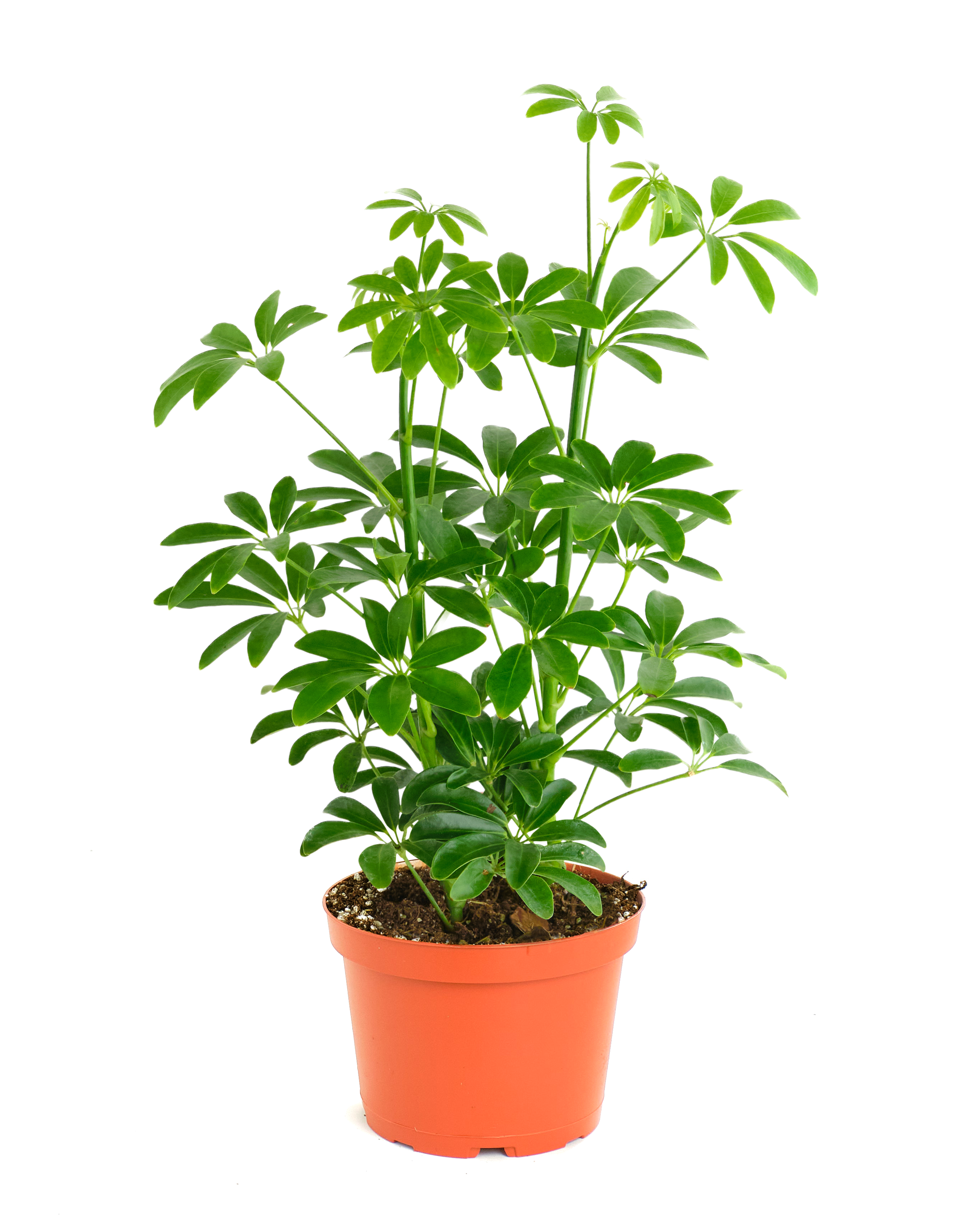 Schefflera arboricola 'Dwarf Umbrella Tree'-mmluna