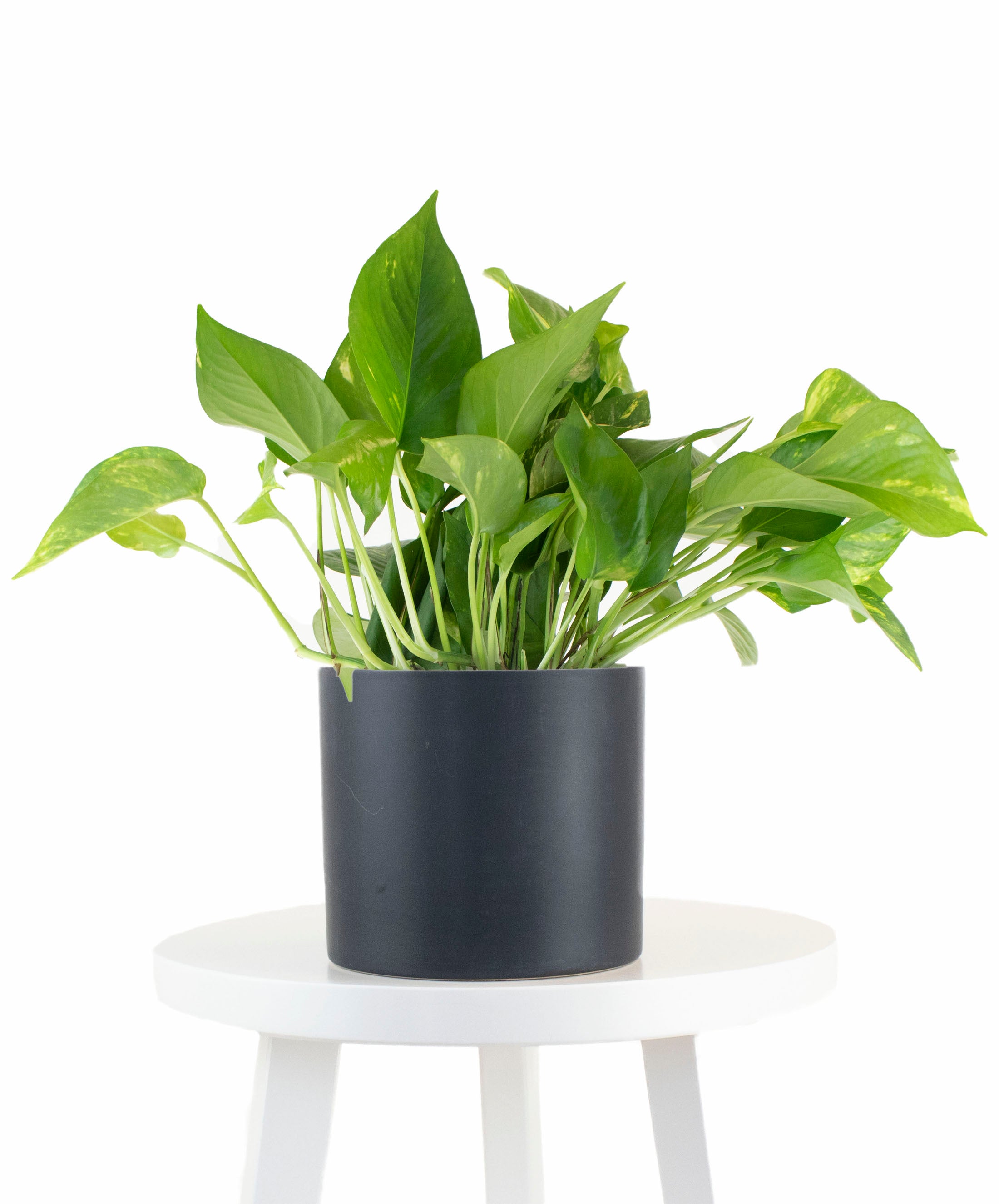 Epipremnum aureum 'Pothos' in Black Ceramic Cylinder Planter-mmluna