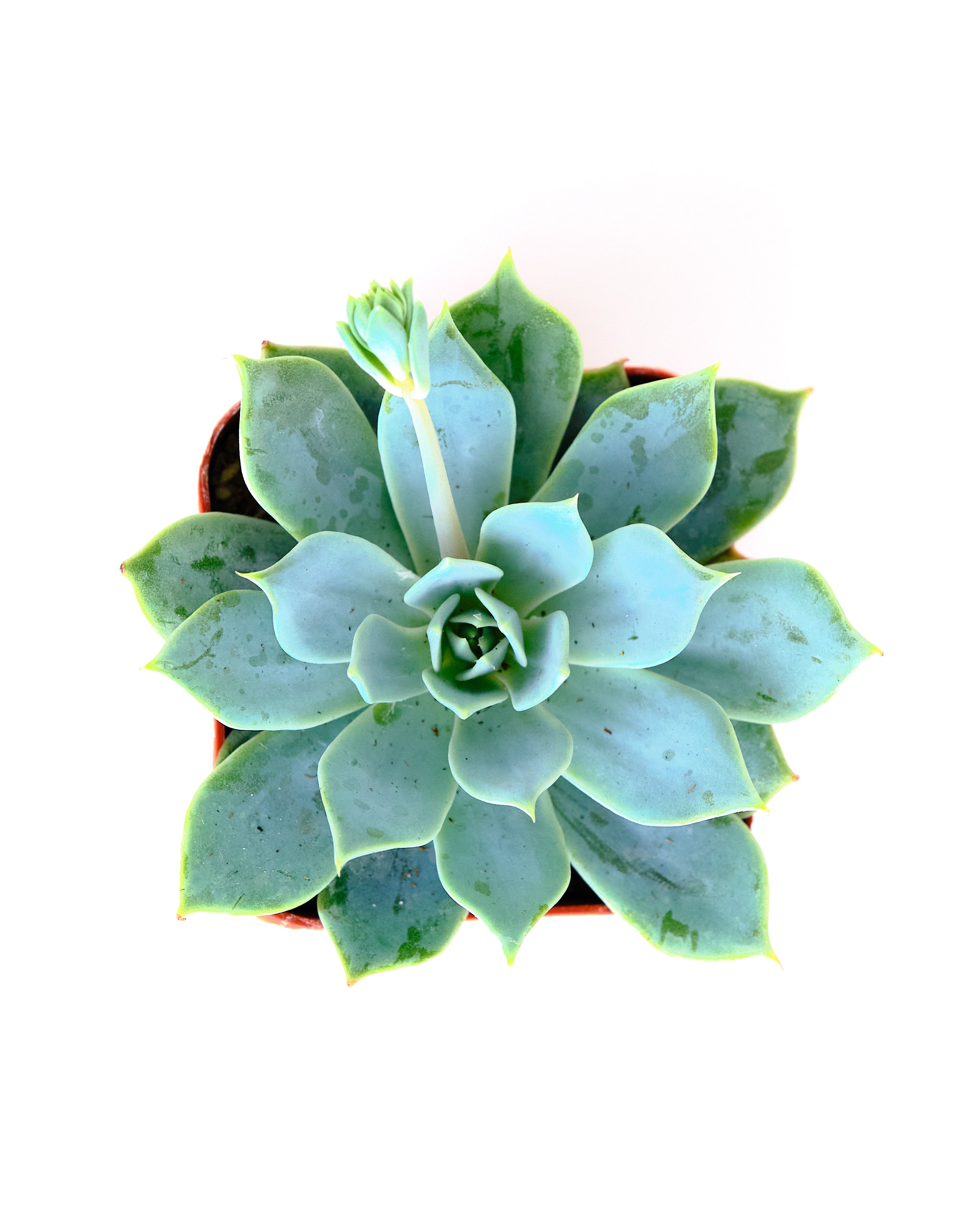 Echeveria 'Secunda'-mmluna