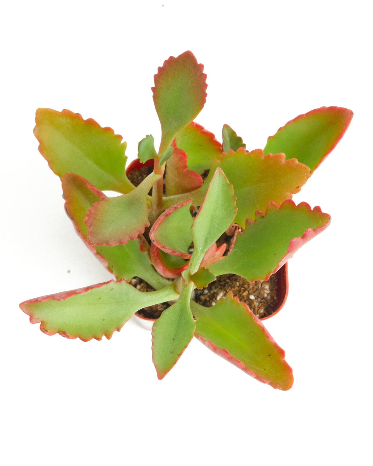 Kalanchoe Sexangularis-mmluna