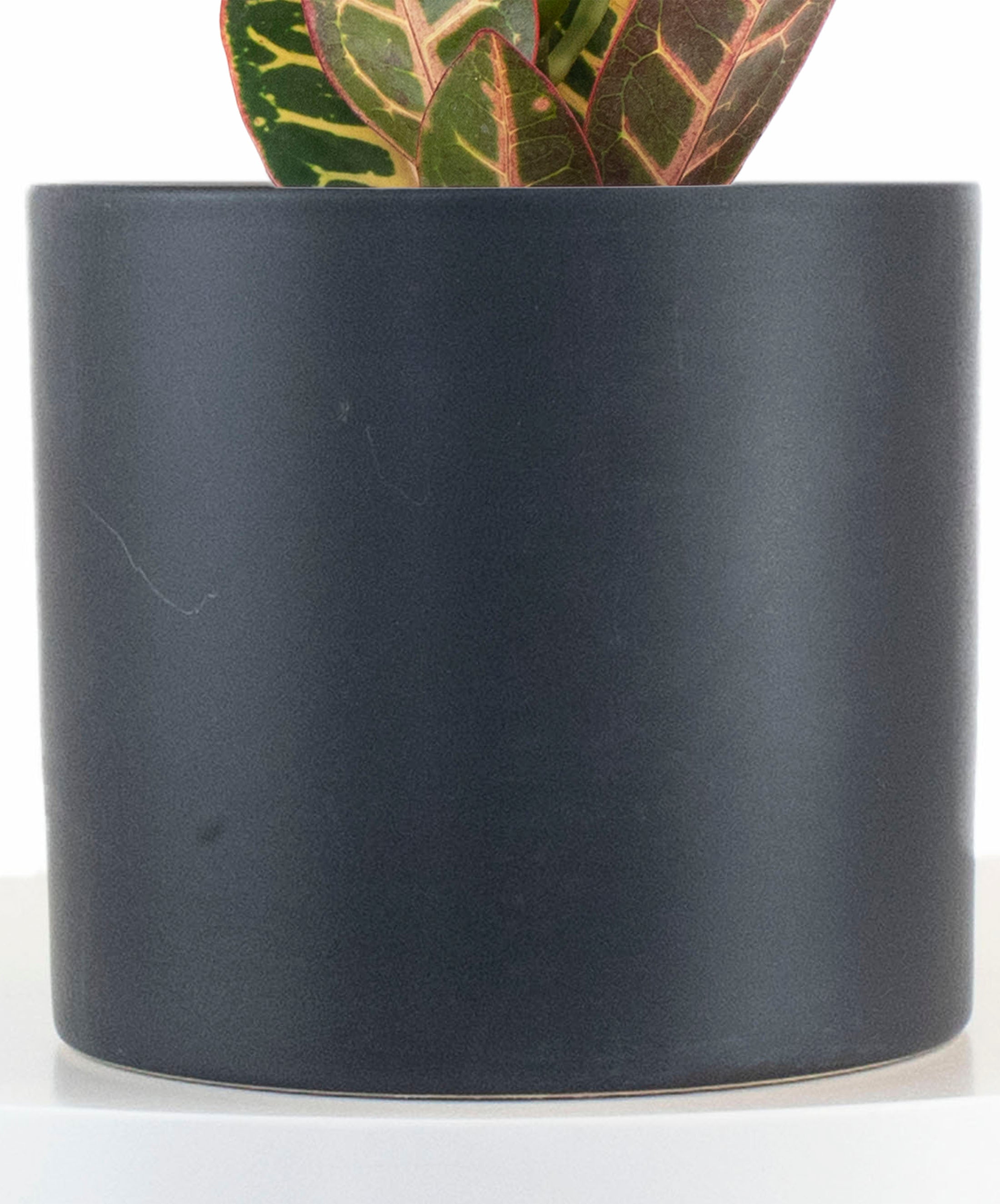 Croton Petra House Plant in Black Ceramic Cylinder Planter-mmluna
