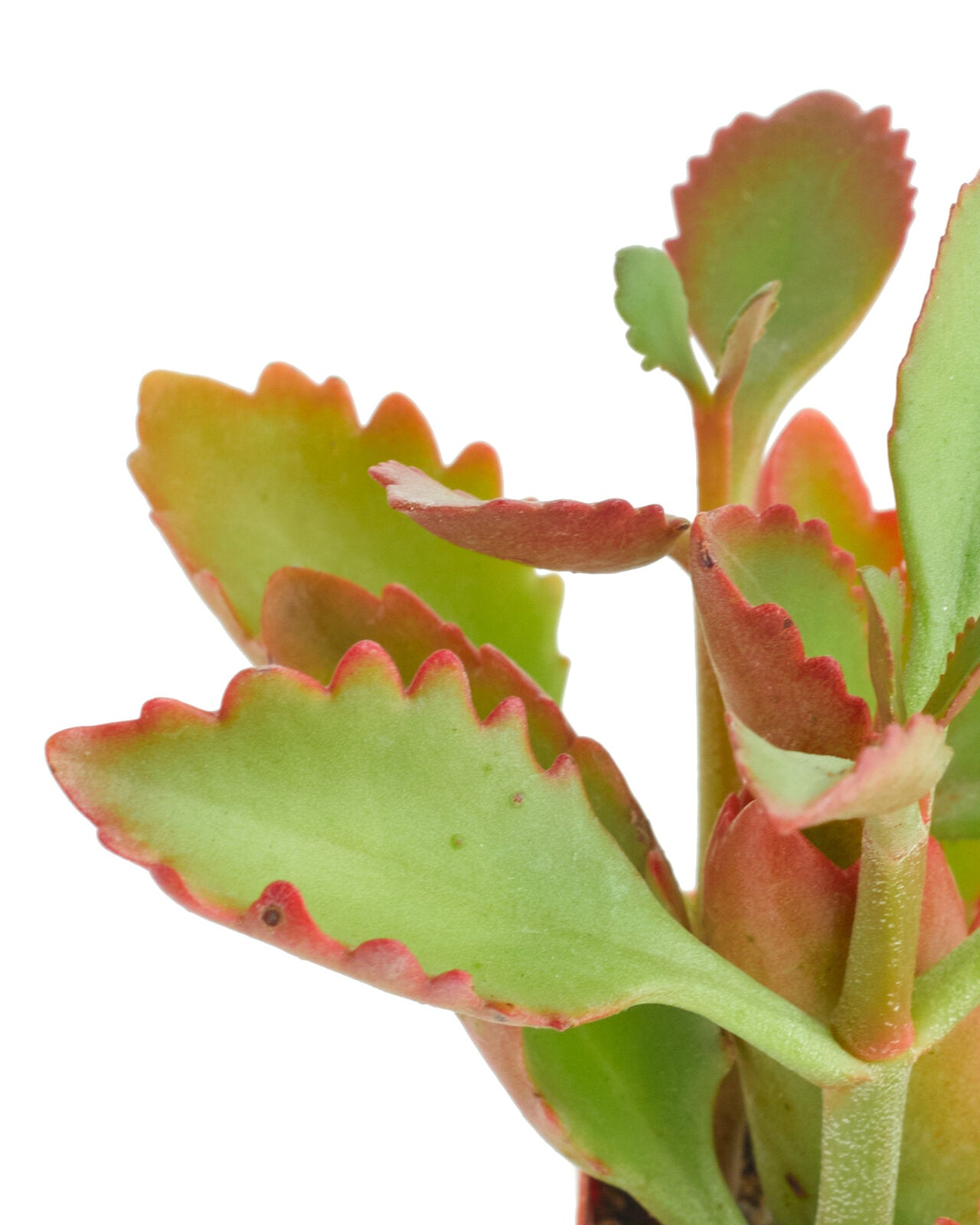 Kalanchoe Sexangularis-mmluna