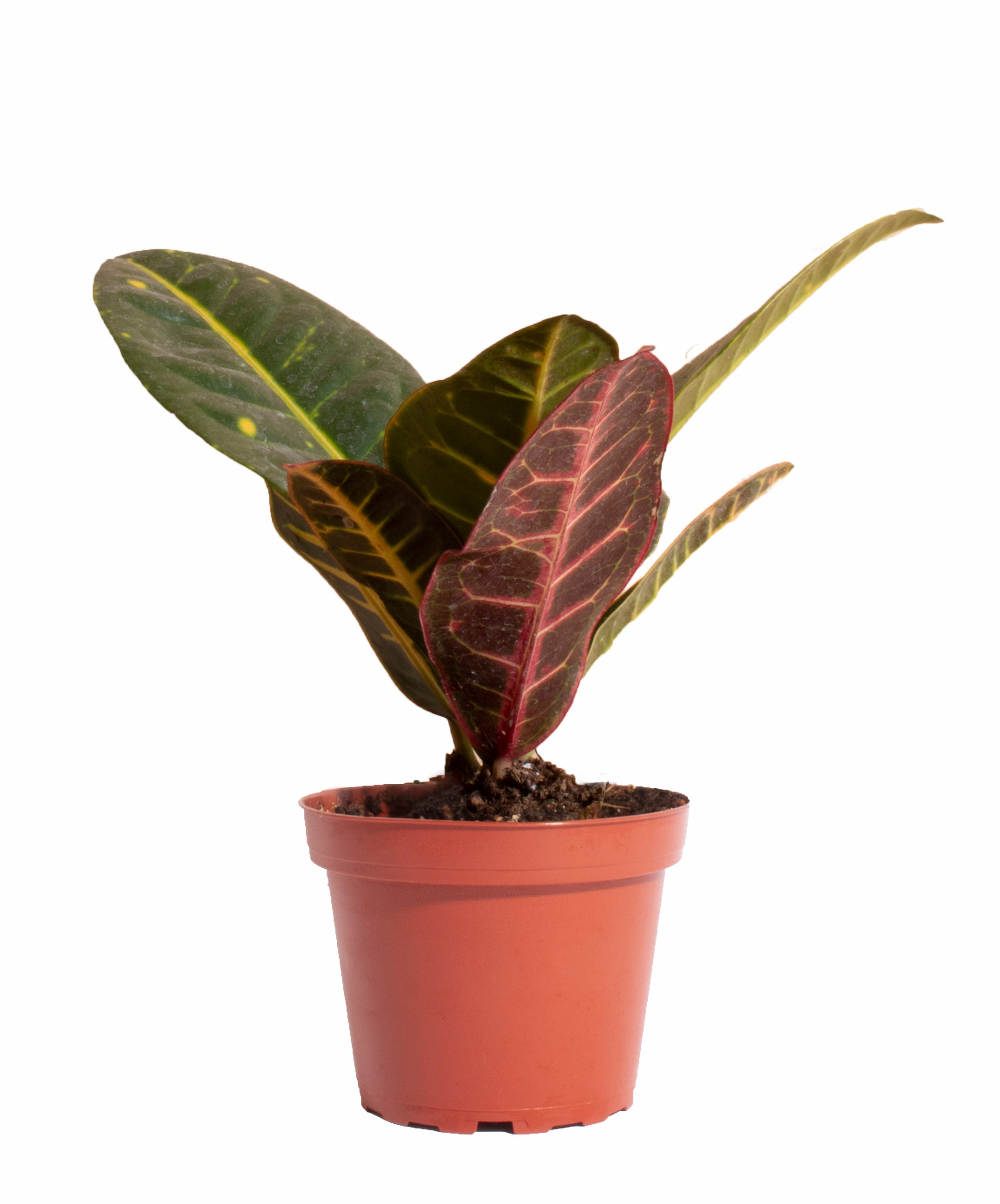 Air Purifying Trio Collection-mmluna