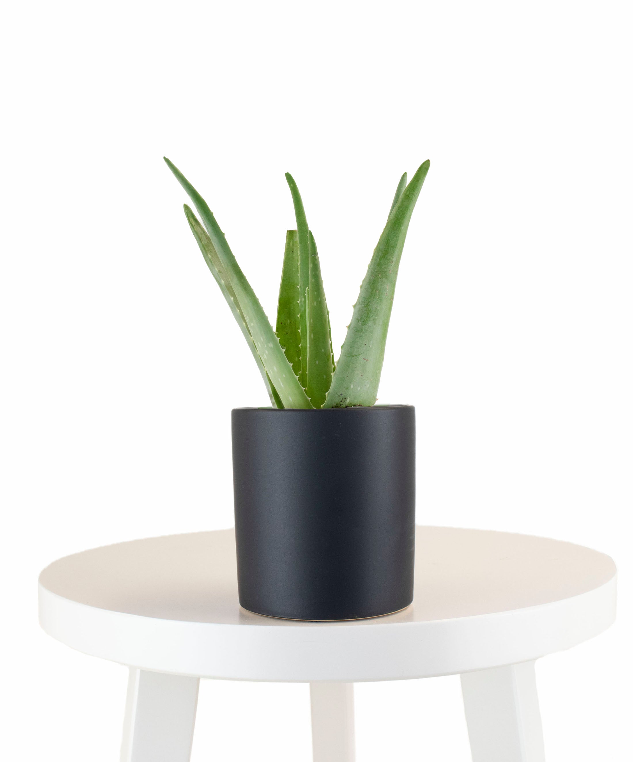 Aloe Vera House Plant in Black Ceramic Cylinder Planter-mmluna