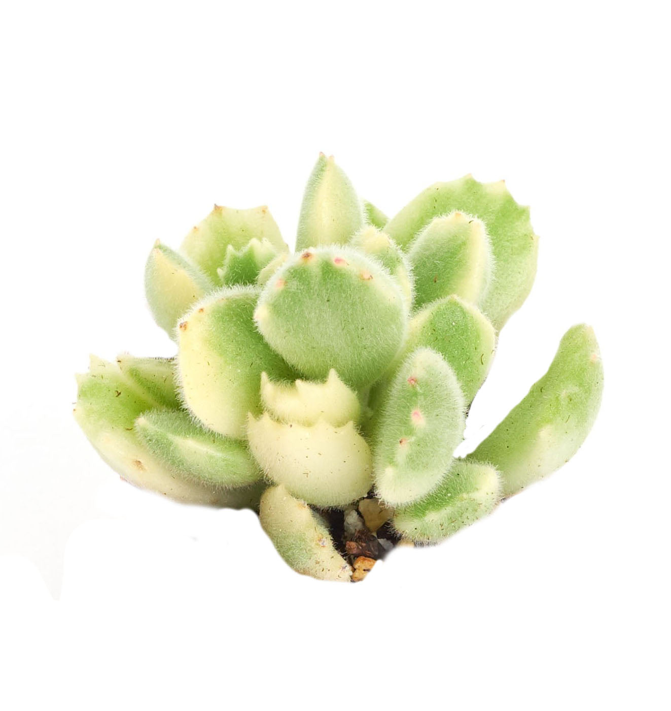 Cotyledon tomentosa variegata 'Variegated Bear Paw'-mmluna