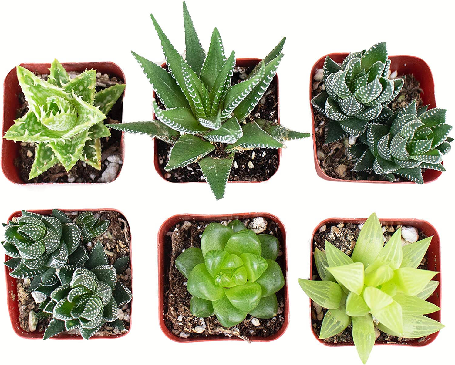 Assorted Mini Aloe & Haworthia Collection-mmluna