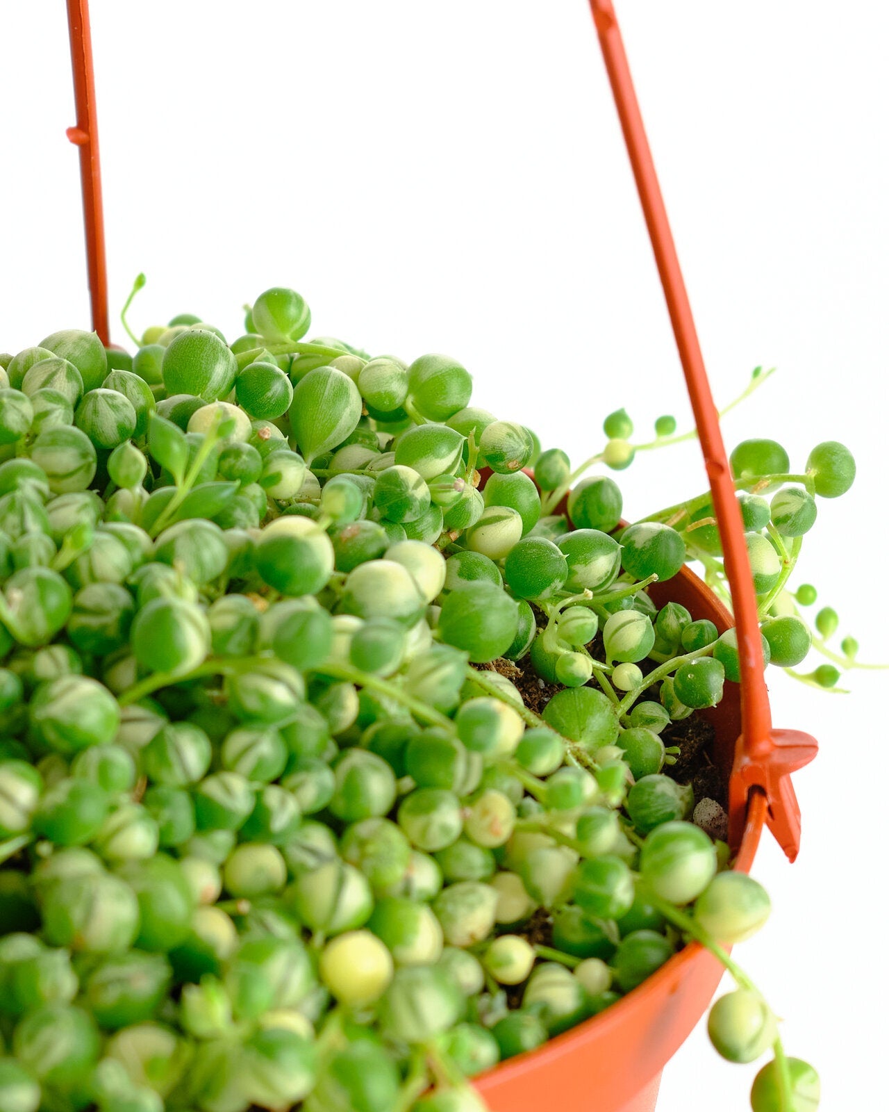 Senecio rowleyanus f. variegatus 'Variegated String of Pearls'-mmluna