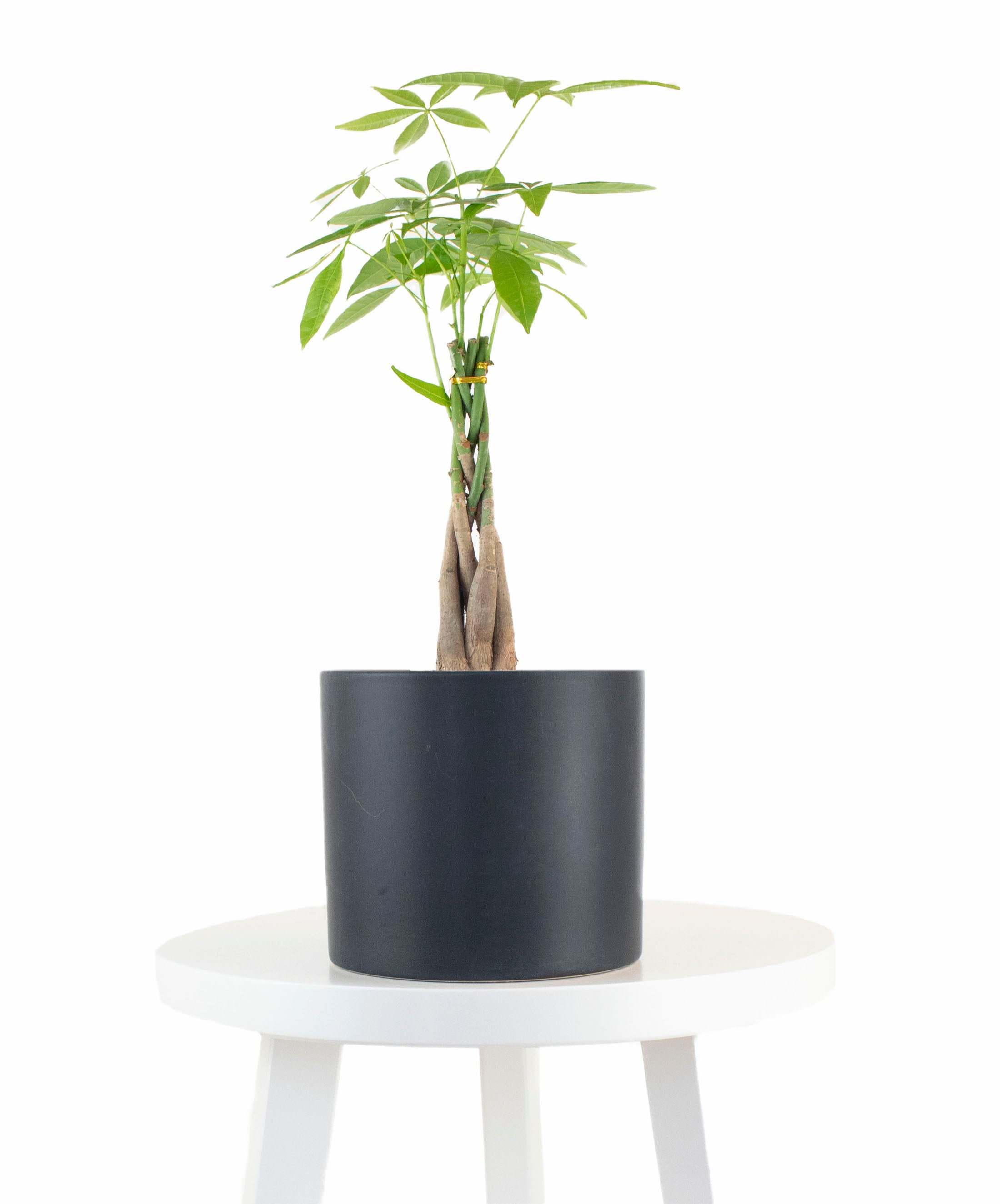 Money Tree Plant in Black Ceramic Cylinder Planter-mmluna